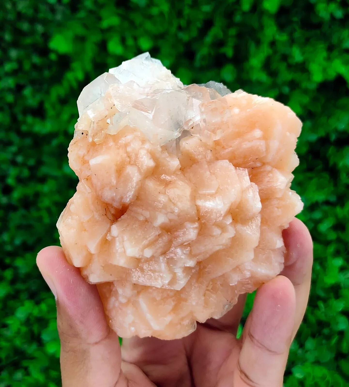 286g Natural Stilbite with Apophyllite Minerals