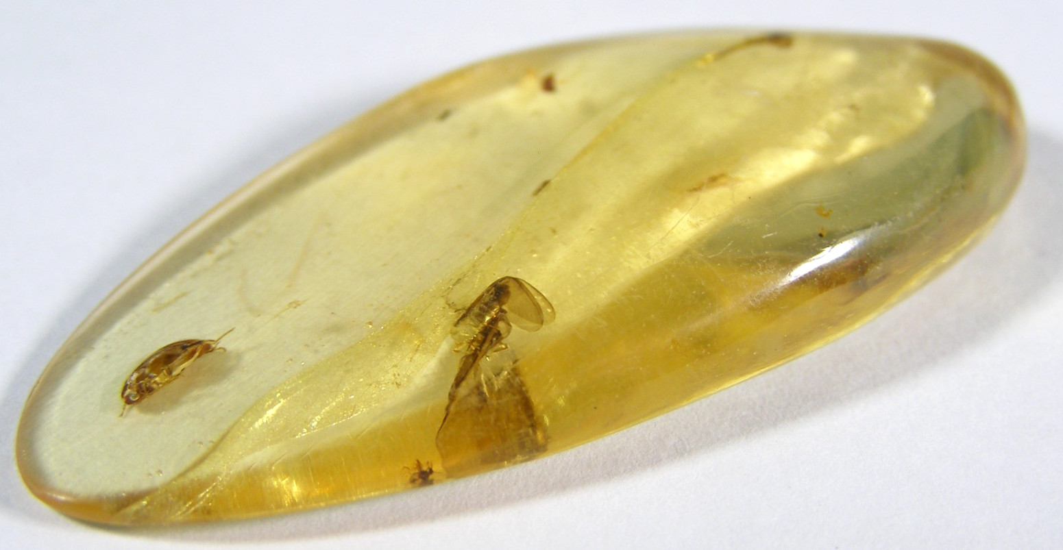 NATURAL COPAL PIECE – 5.5 x 2.4 x 0.7 cms 5.59 gms #22 – young Amber – insect