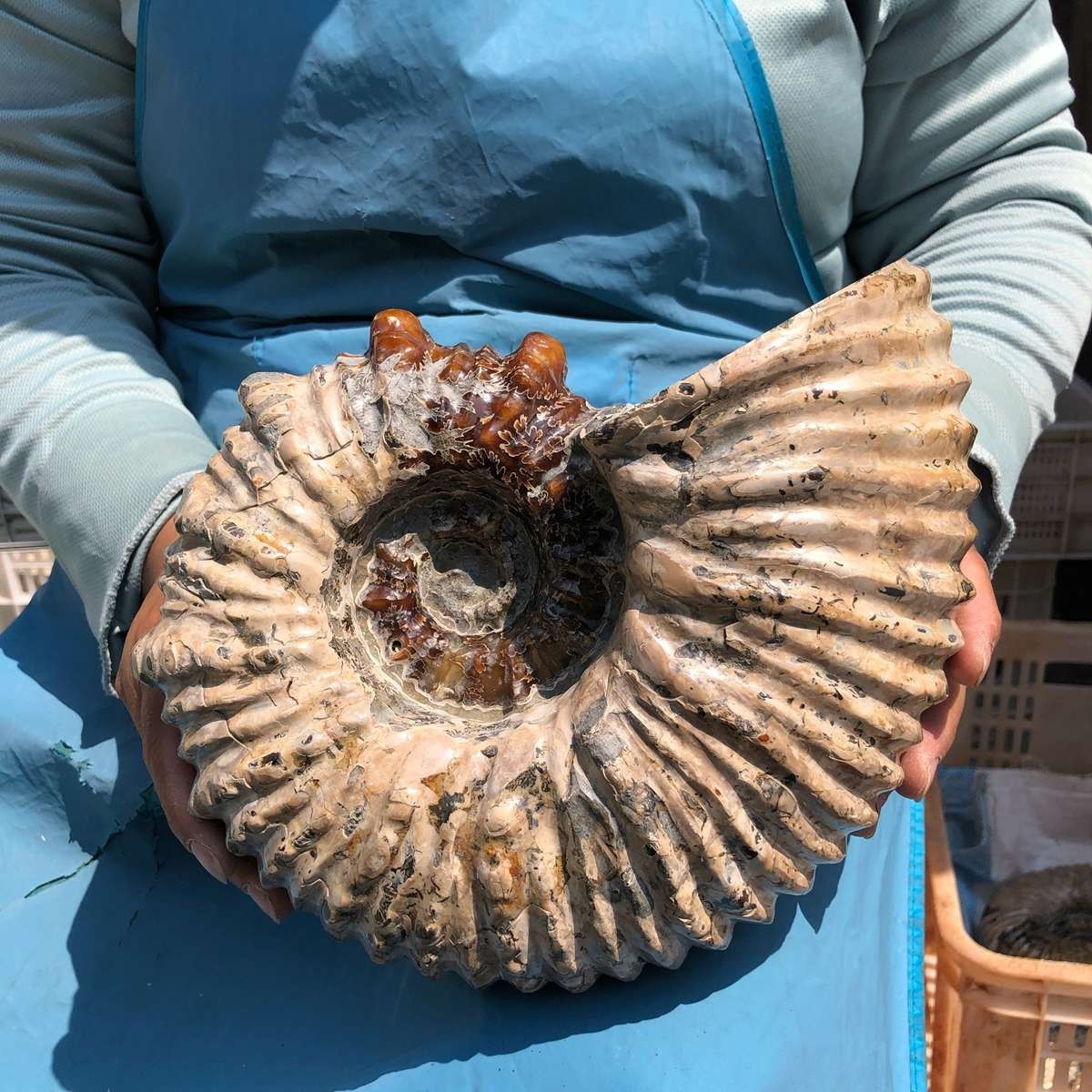 13.33LB Large Natural Beautiful Ammonite Fossil Conch Crystal Specimen Healing