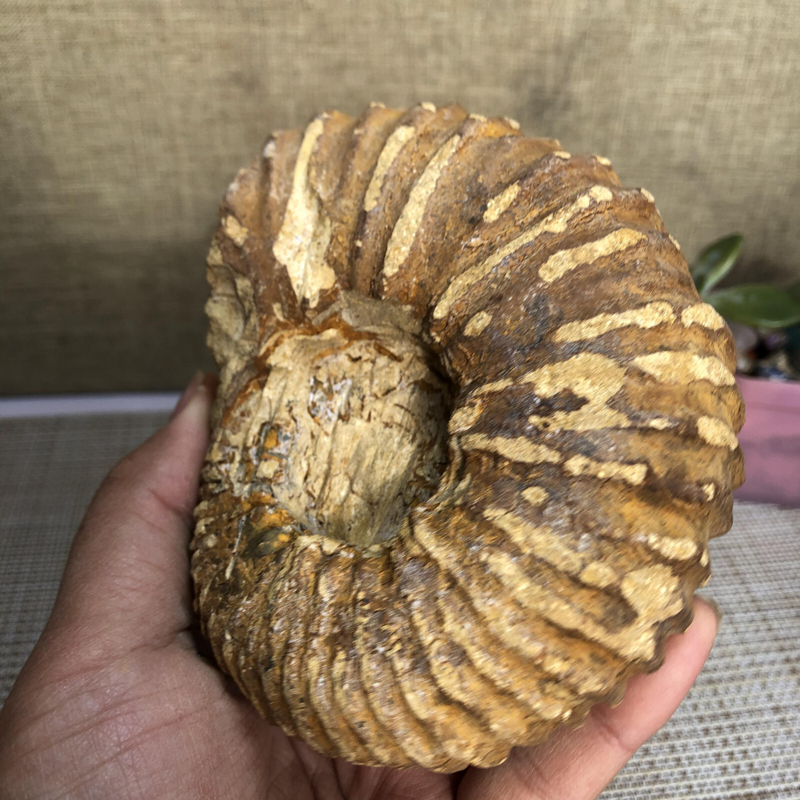 110mm Rare natural yellow conch Ammonite original rough Specimen 507g g4905