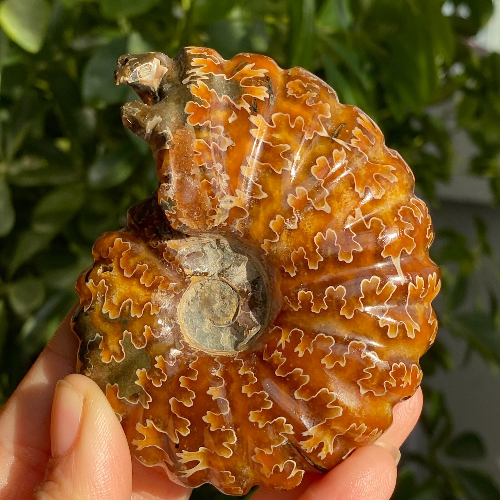 200g Top Natural Horn Screw Fossil Ammonite Conch Crystal Specimen Healing