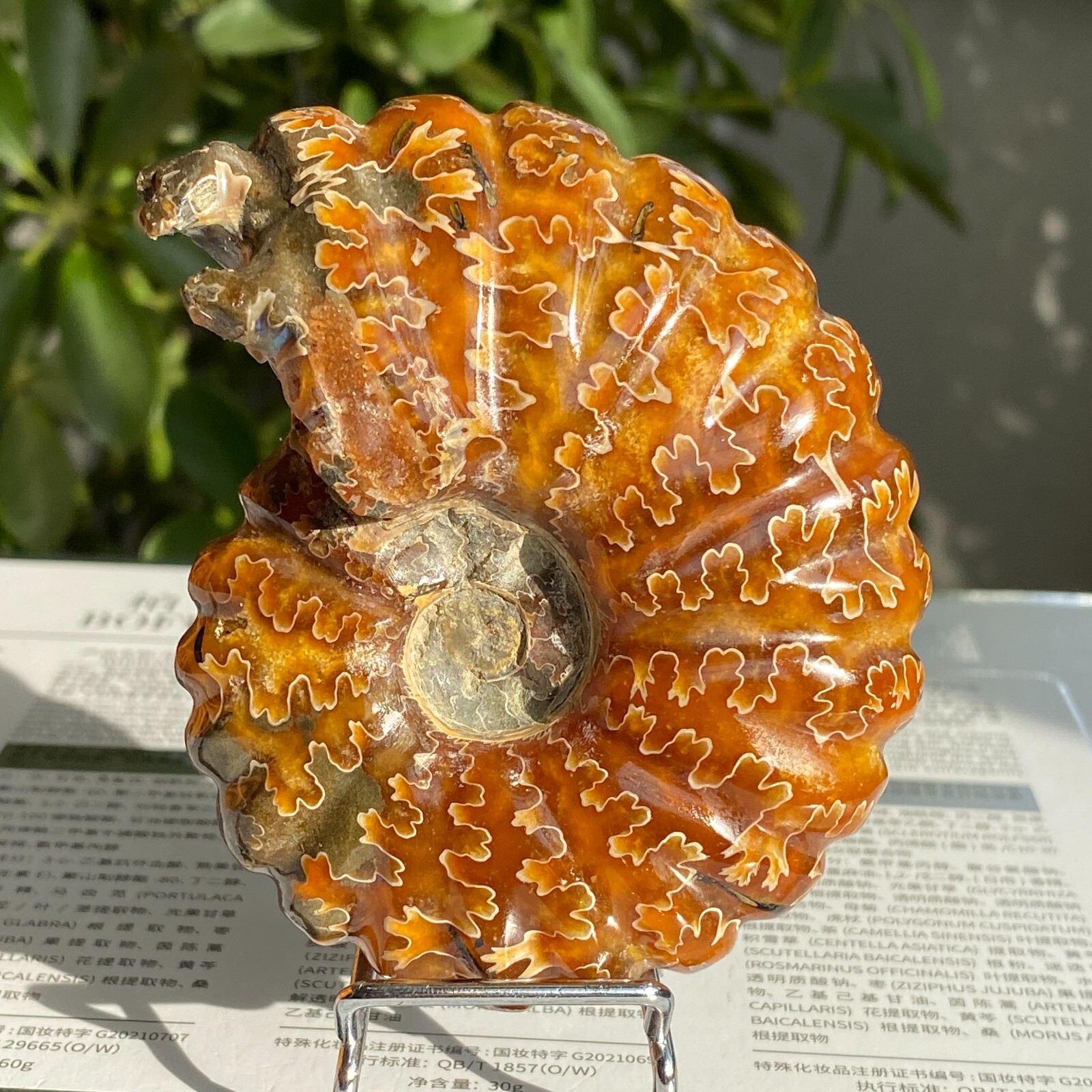 200g Top Natural Horn Screw Fossil Ammonite Conch Crystal Specimen Healing