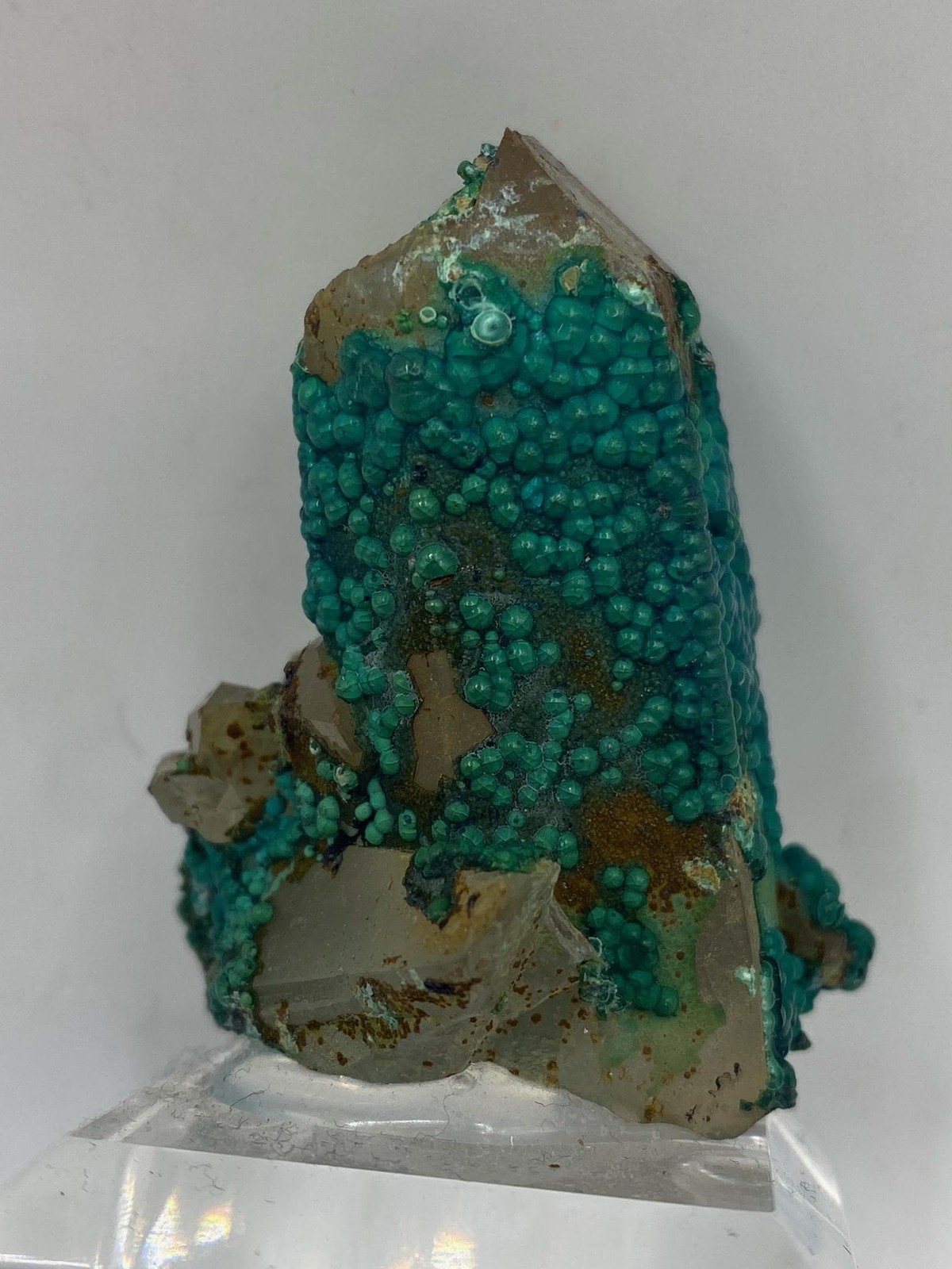 Botryoidal Chrysocolla on Quartz! Tentadora Mine Peru! See video!