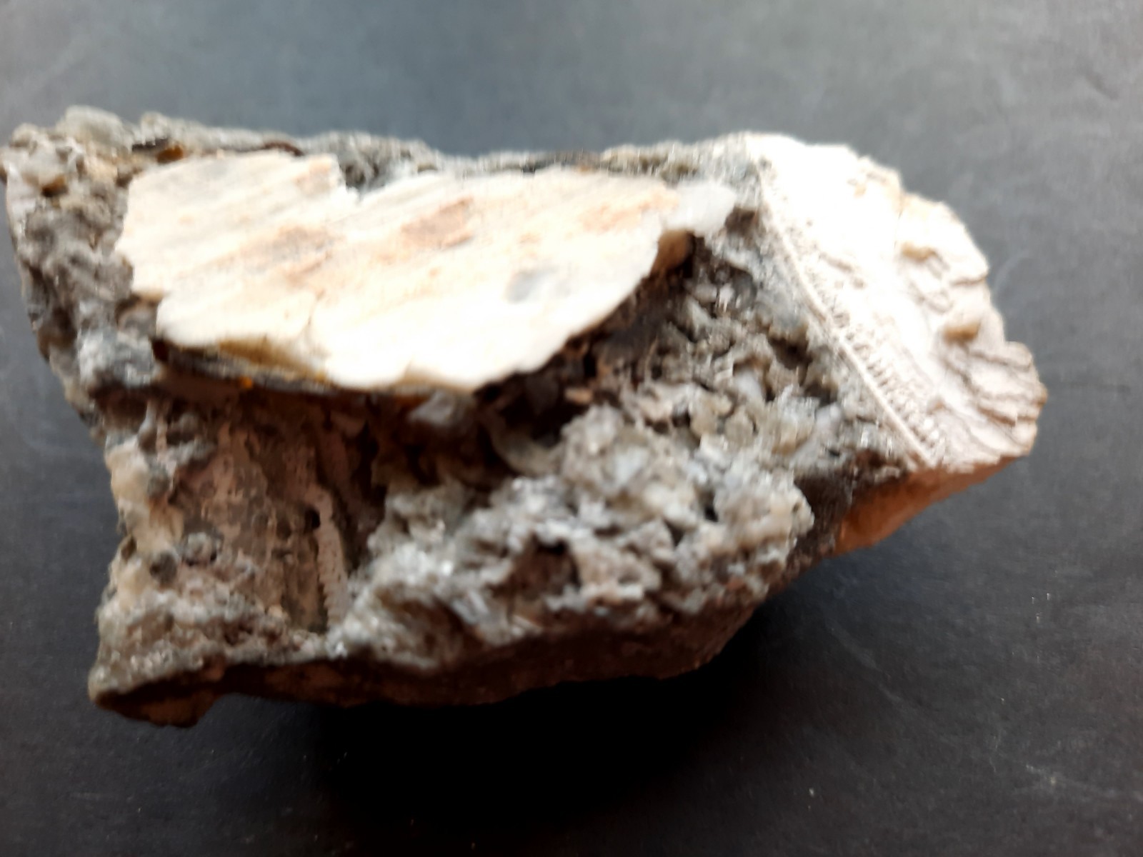 Golden Yellow Honey Calcite Crystals on Fossil Mangrove Clam Shell Rucks Pit