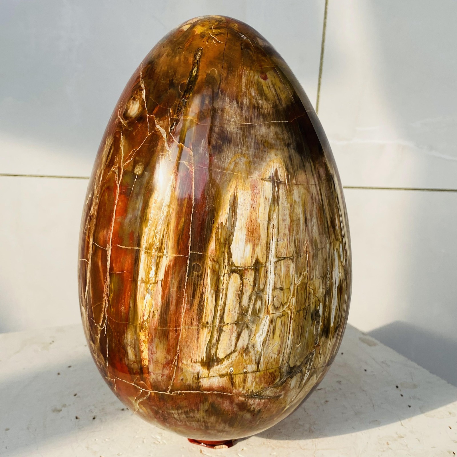 Natural Petrified Wood Egg Quartz Crystal Fossil Mineral 6340g