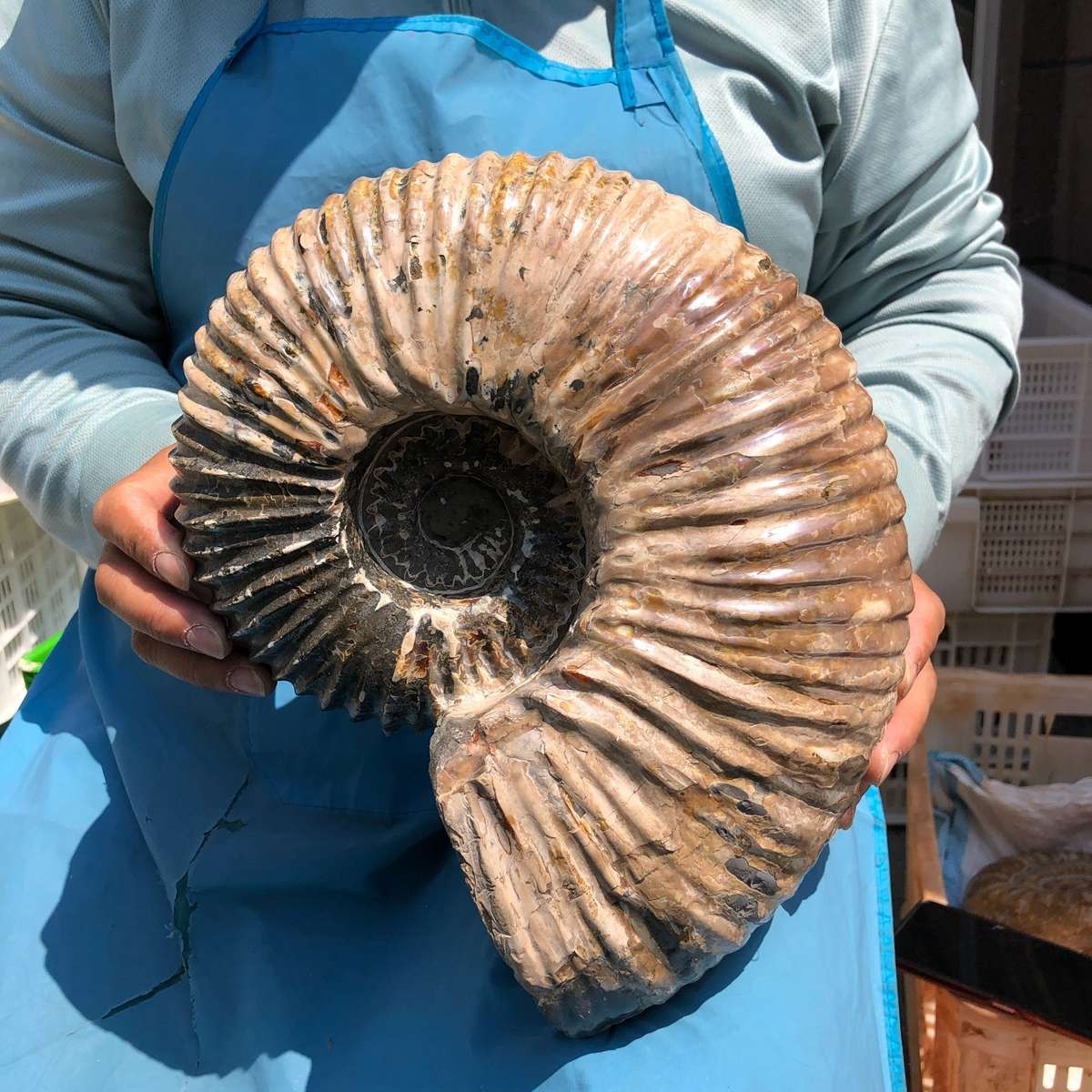17.75LB Natural Beautiful Ammonite Fossil Conch Crystal Specimen Healing 5386