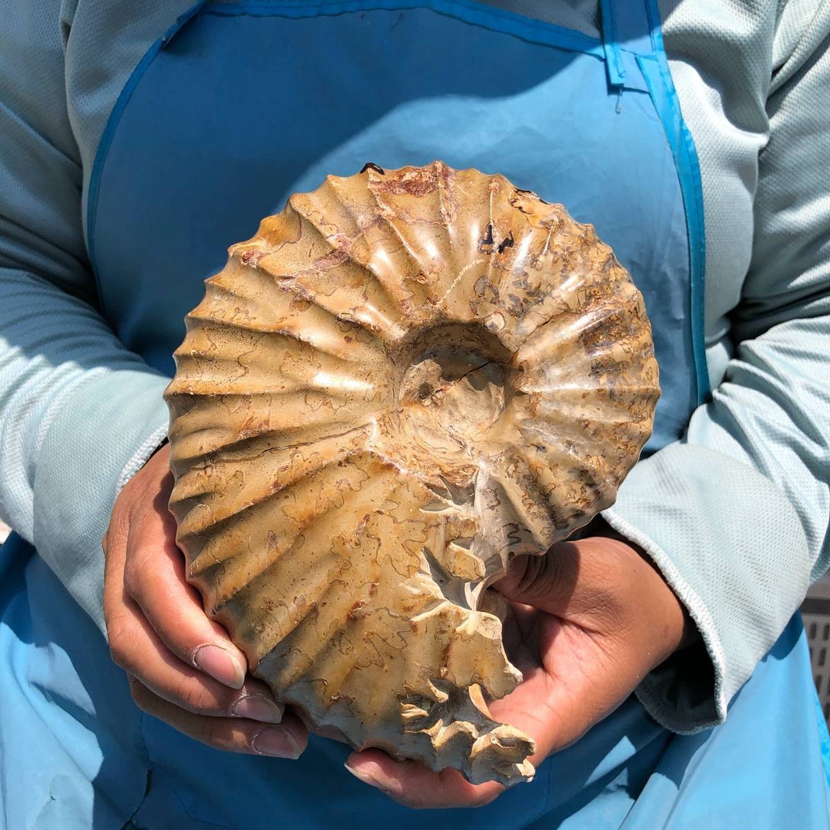 4.18LB Rare! Natural Tentacle Ammonite Specimen Healing Madagascar
