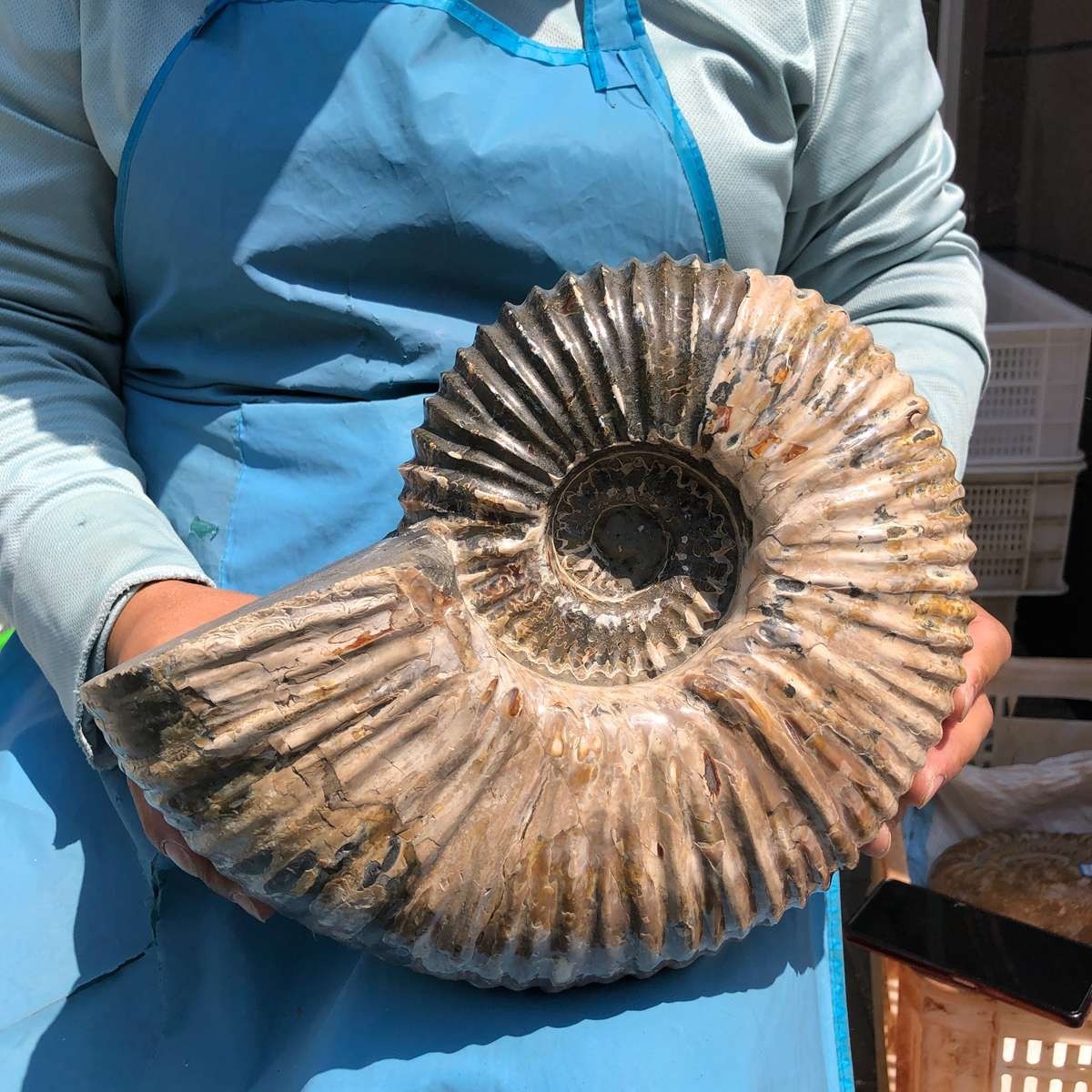 17.75LB Natural Beautiful Ammonite Fossil Conch Crystal Specimen Healing 5386