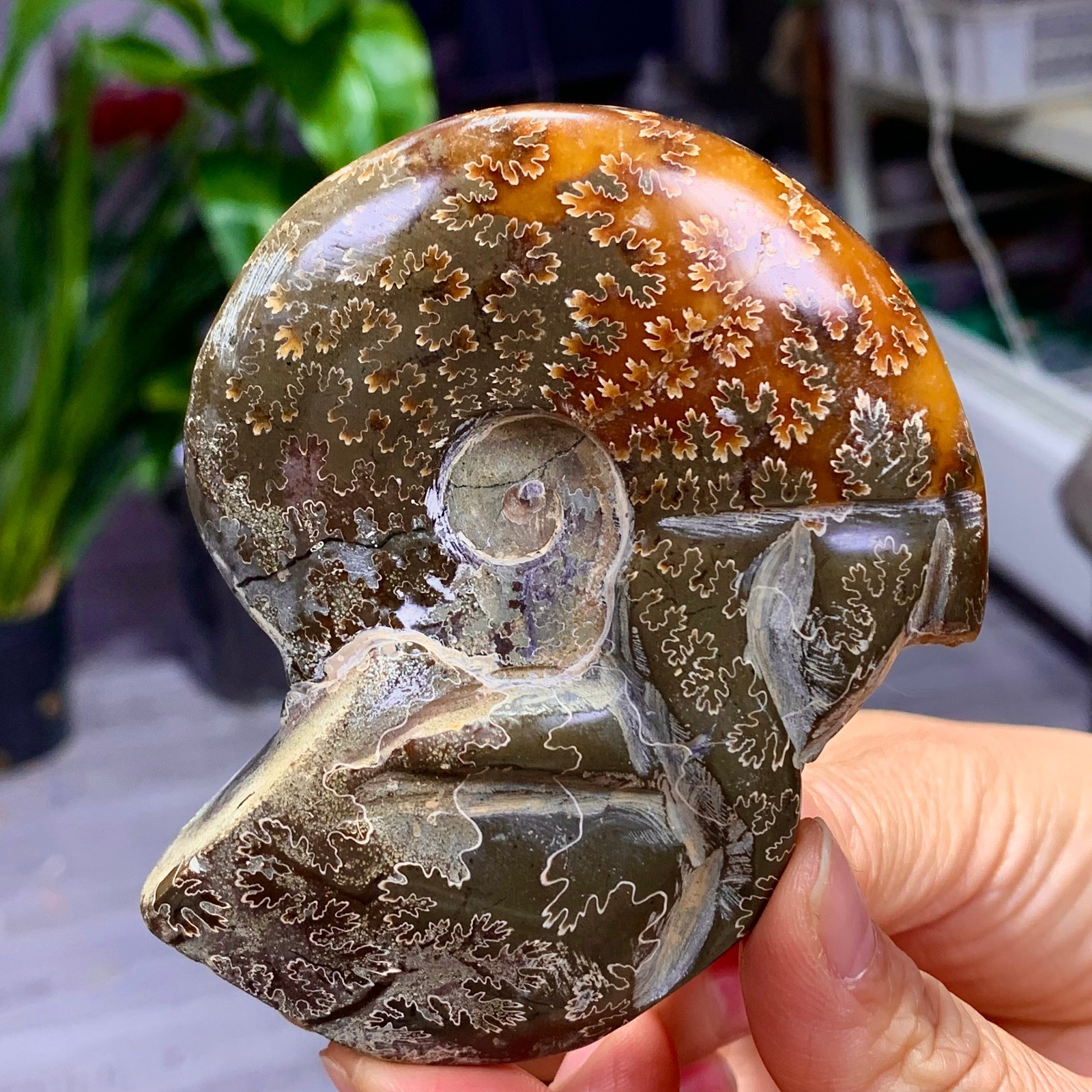 180G Rare! Natural tentacle ammonite fossil shell healing Madagascar
