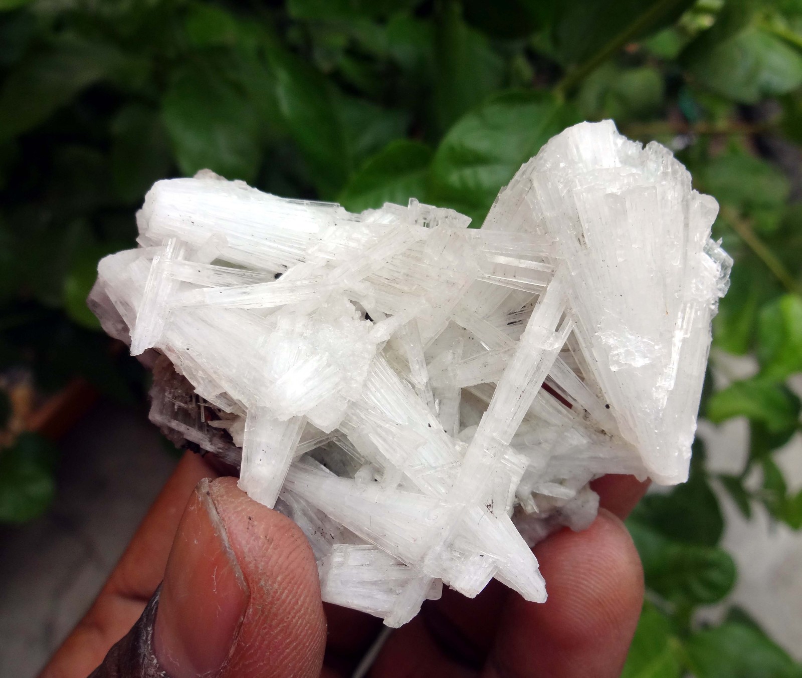 scolecite spray formation minerals specimen j-6