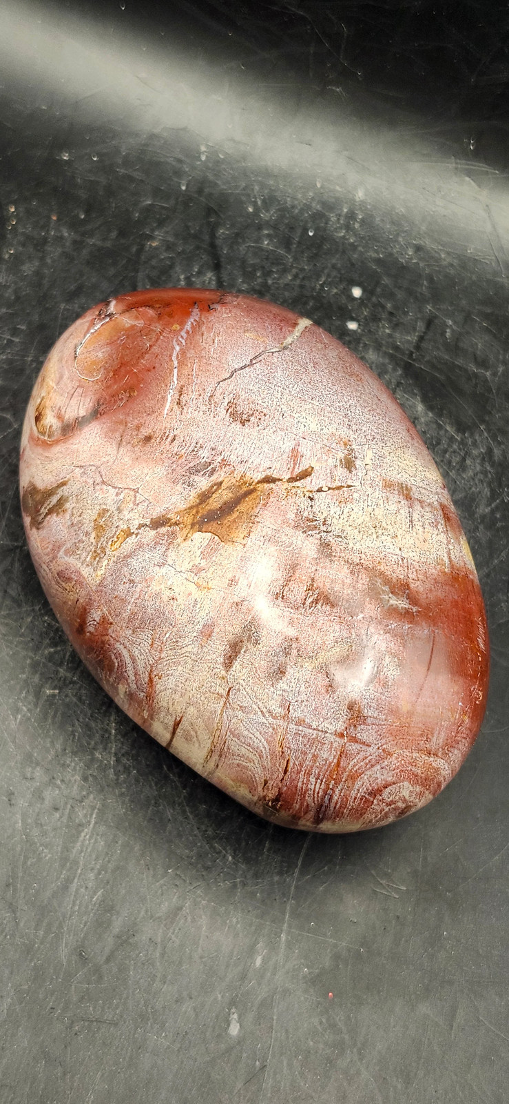 Large Petrified wood palm stone! 10 ounces, 3.3 inches long, 2.2 wide