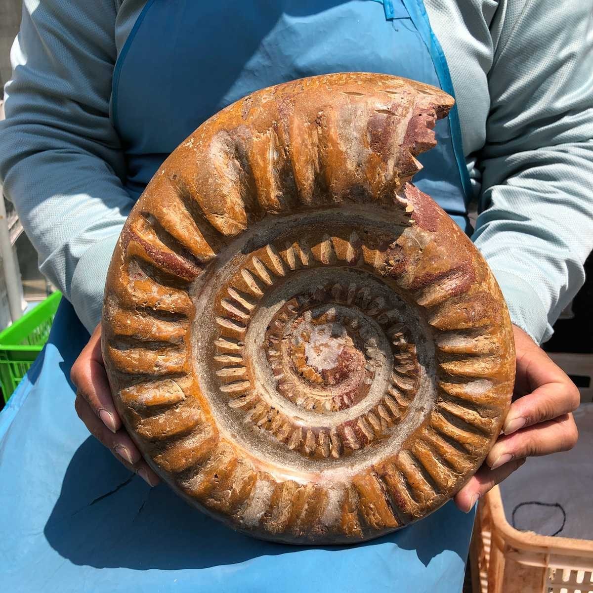9.96LB Top Natural Horn Screw Fossil Ammonite Conch Crystal Specimen Healing