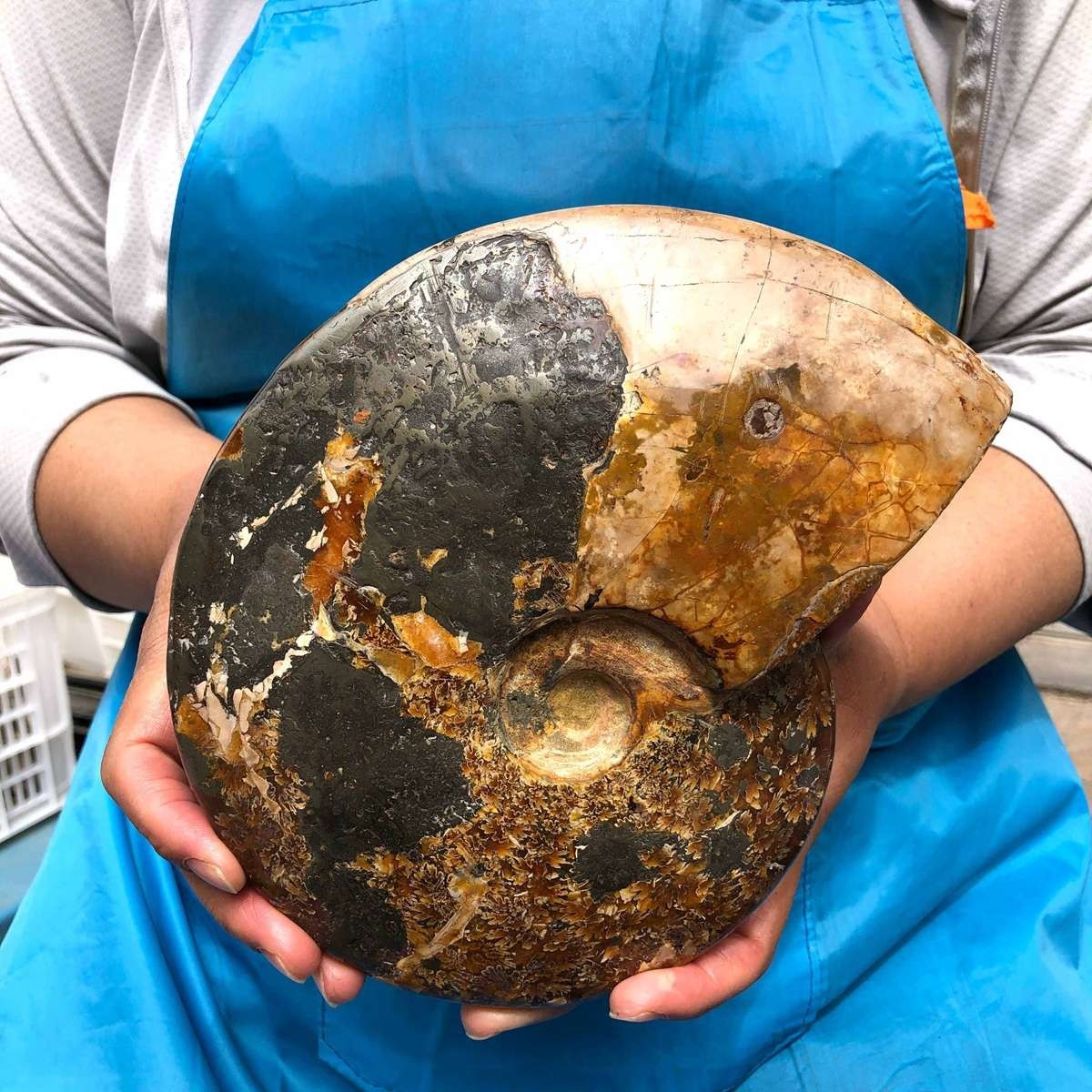 4.99LB Rare! Natural Tentacle Ammonite Specimen Healing Madagascar