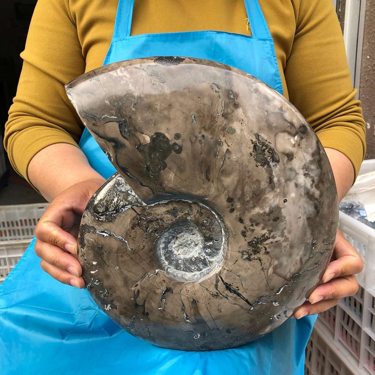 10.75LB Natural Beautiful Ammonite Fossil Conch Crystal Specimen Healing 4593