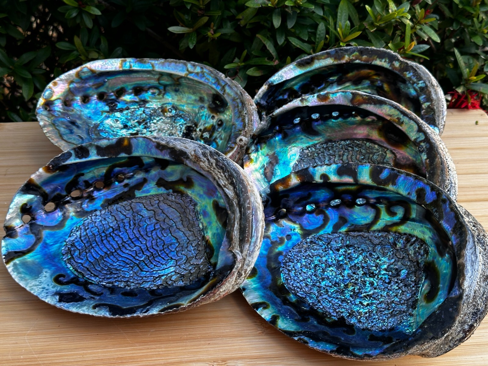 Jumbo Abalone Shell 7-8″, Huge Seashell Incense Burner, Smudge Bowl, Bulk Lot