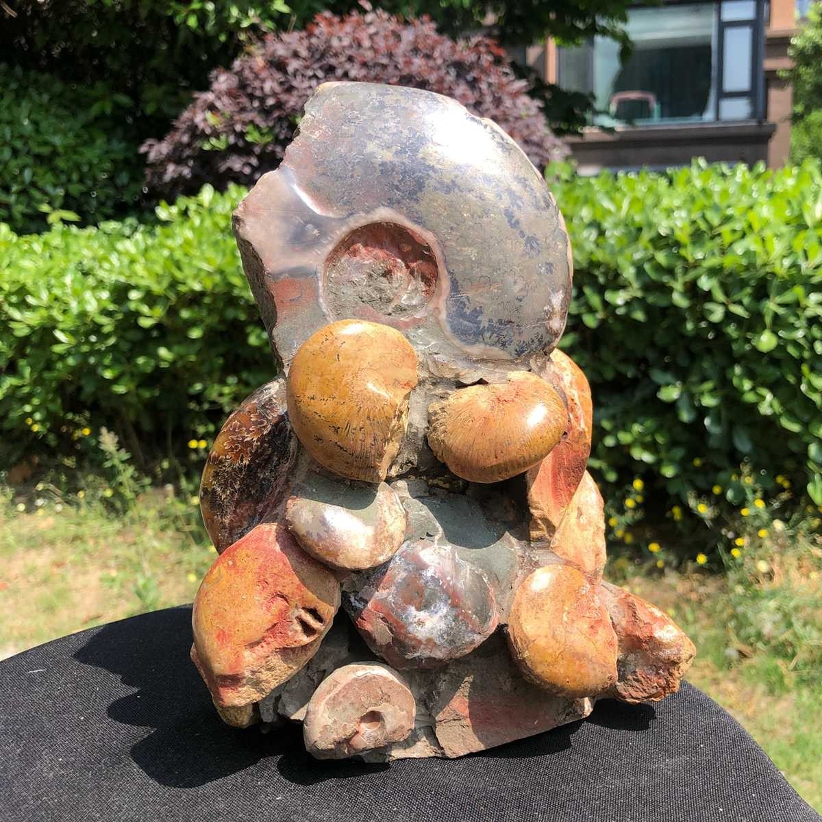6.42LB Rarem Natural Tentacle Ammonite Fossil Specimen Shell Healing Madagas