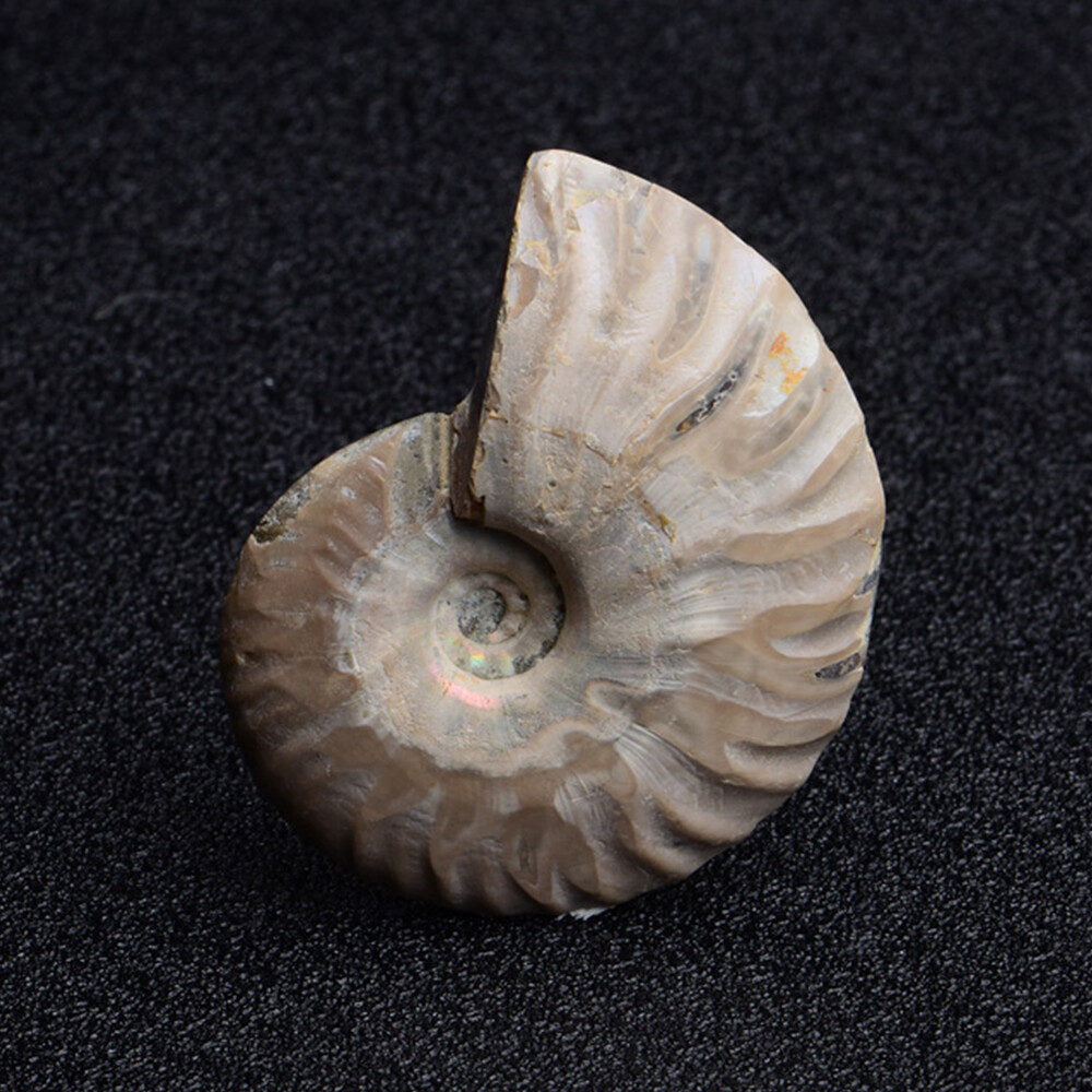 2pc Half Cut Natural Ammonite Shell Fossil Specimen Madagascar Collection Gem