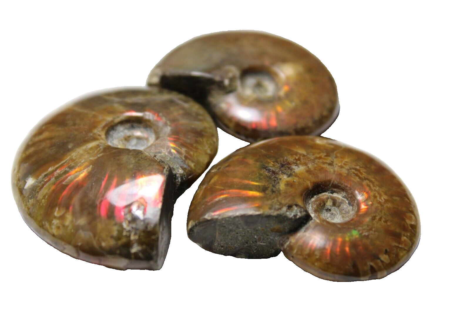 Small Natural Opalized Iridescent Ammonite Fossil Madagascar Crystal 1pc