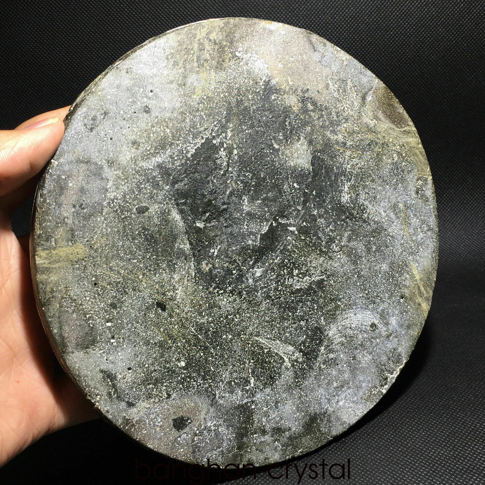 1pc Natural Ammonite Disc Fossil Conch Specimen Healing Home decoratio+Stand