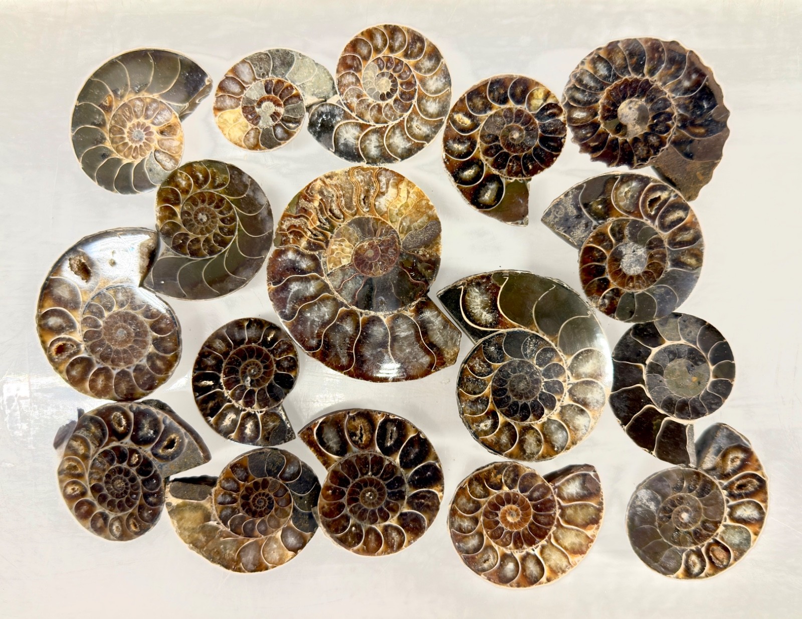 Wholesale Lot 1 lb Natural Ammonite Fossil Crystal Nice Quality Healing Energy