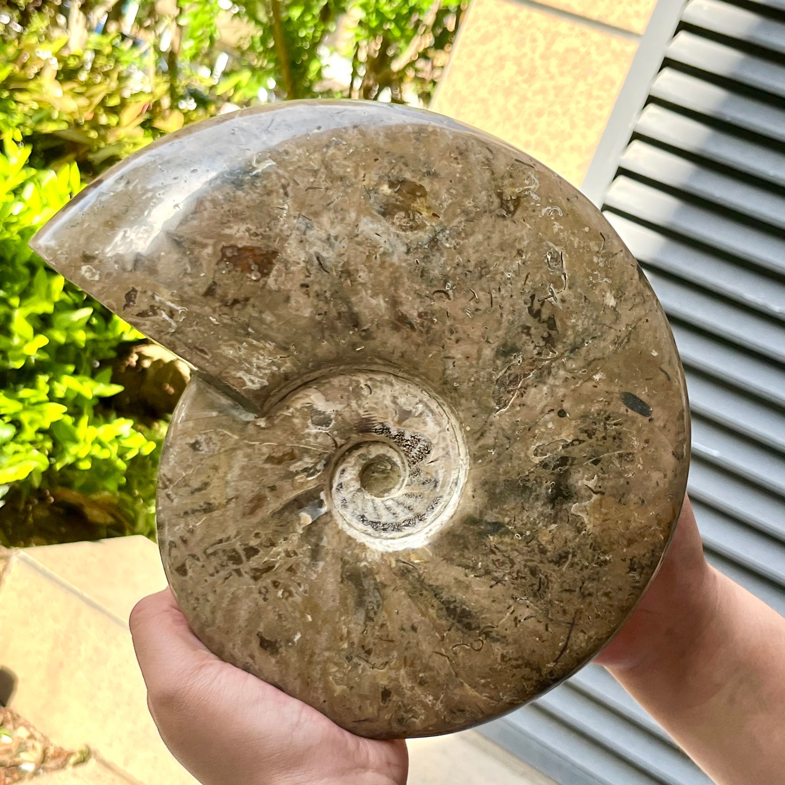 Polished Ammonite Fossil Spiral Shell Chrysanthemum Pattern Mineral 7.5 lb