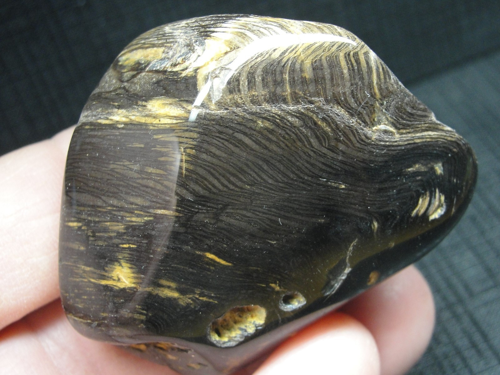 Teredo – Petrified Wood – North Dakota – M-5143 – 77.01g FOUND BY ME and THE FAM