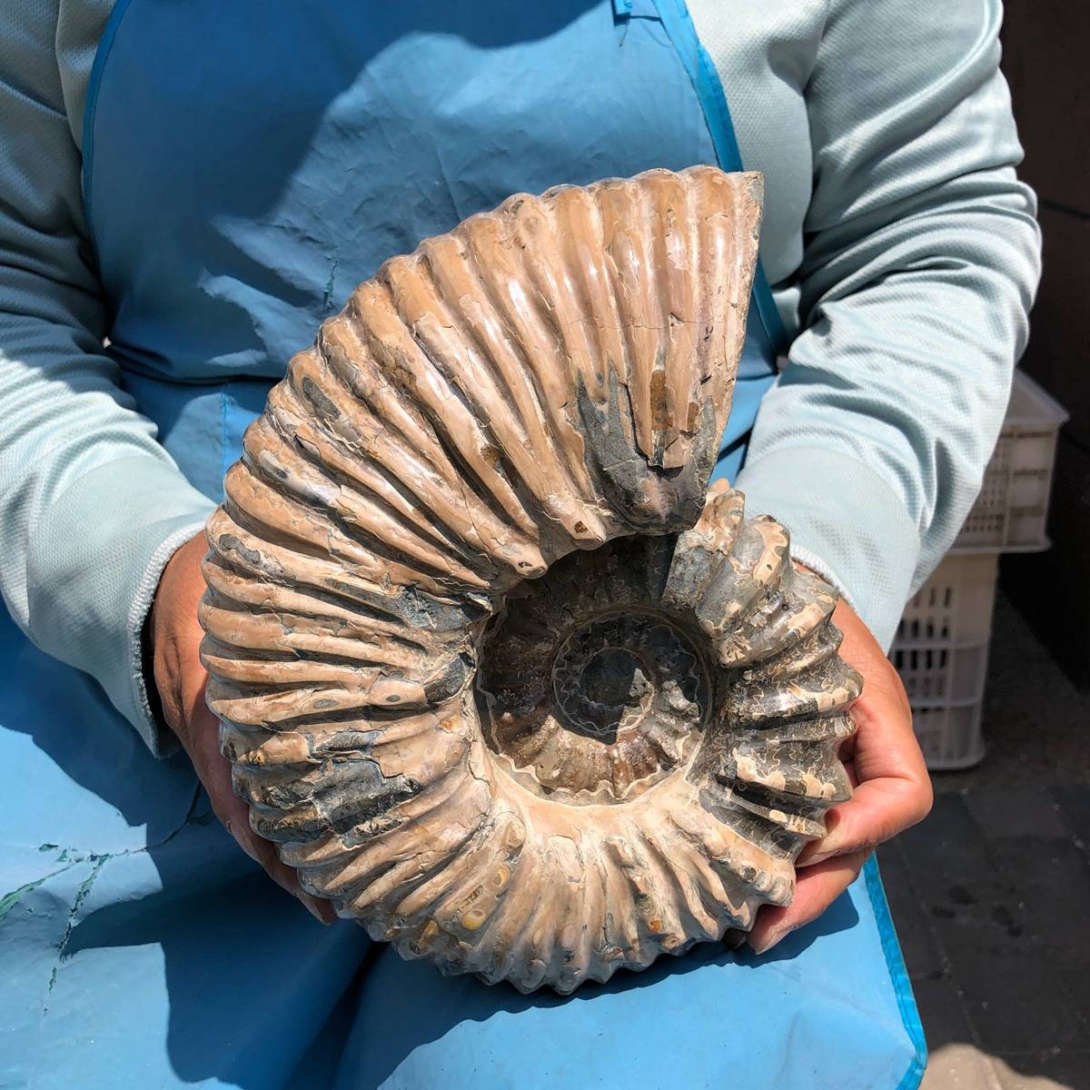 10.45LB Natural ammonite fossil conch Crystal specimen healing decor