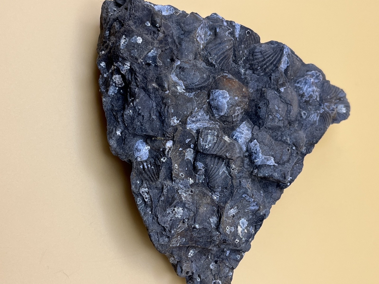 Stone with Dozens of Brachiopod/Scollop Sea Shell Fossils