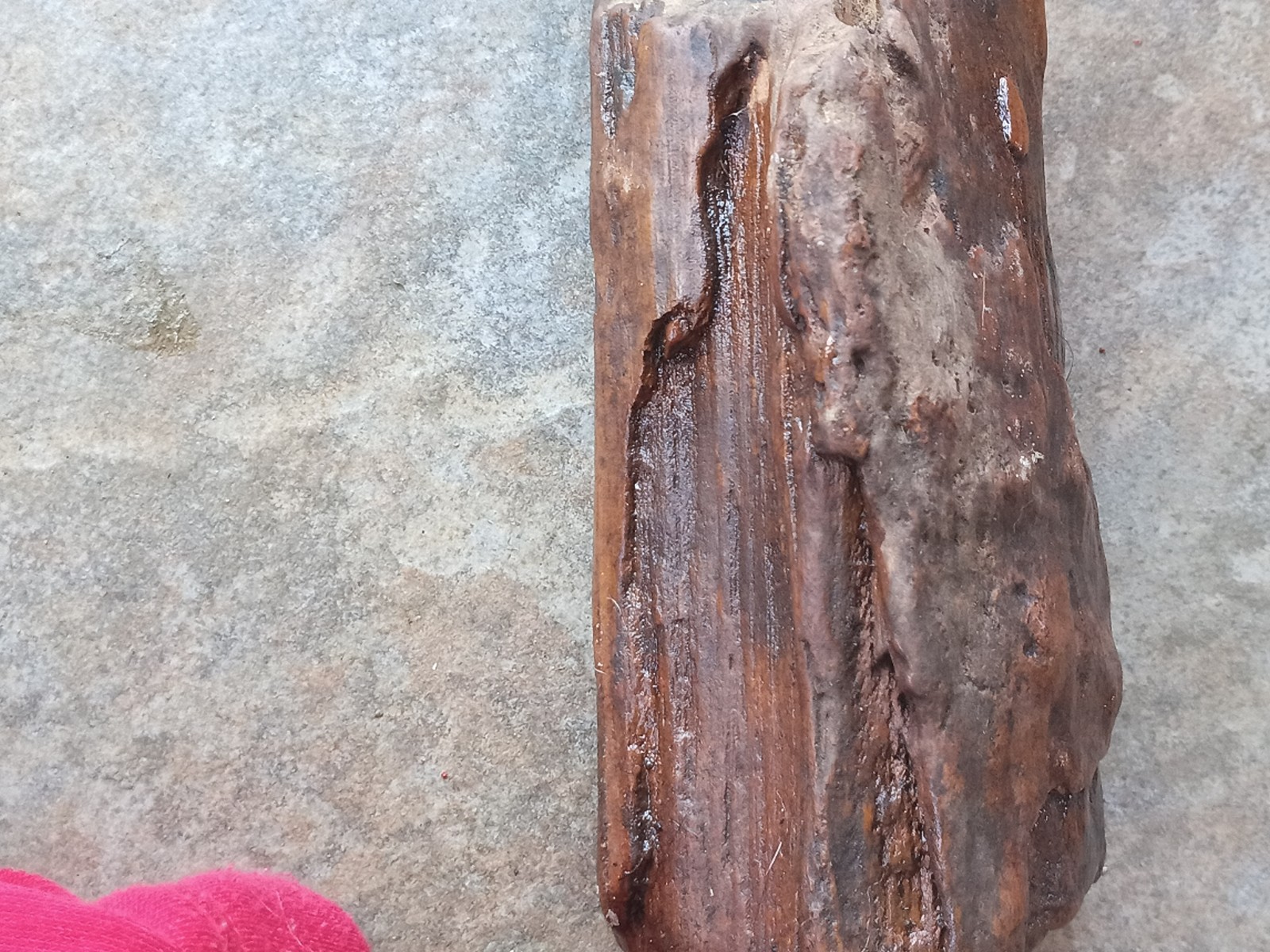 Petrified Wood Log Fossil 6 ” Yellow Creek Mississippi United States