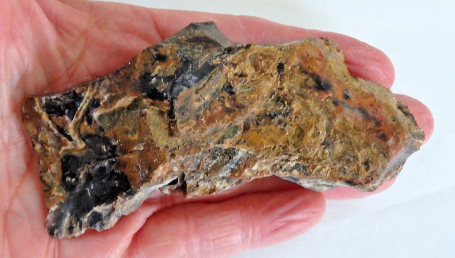 Fossil Petrified Wood 137.7 grams Polished top Raw bottom Old Stock