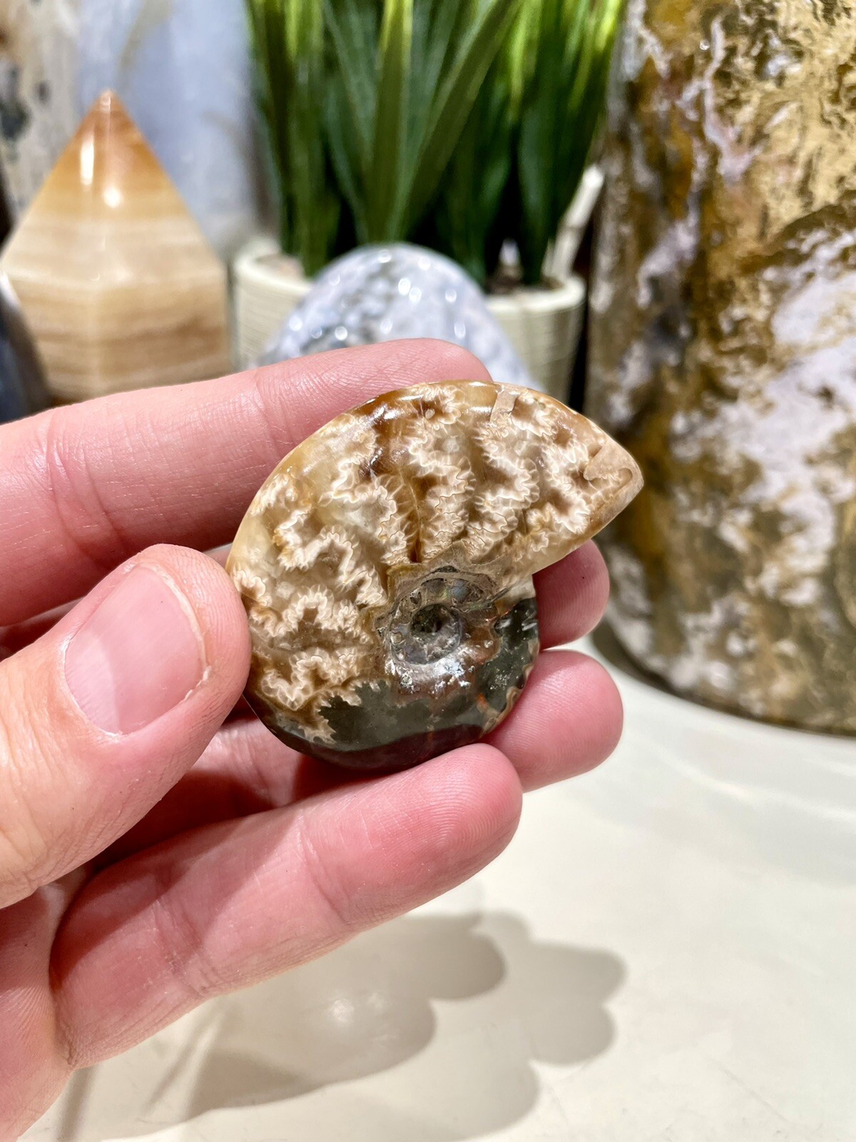 Ammonite Fossil Conch Specimen 2” Crystal Healing Yoga Reiki Rock ZENDA