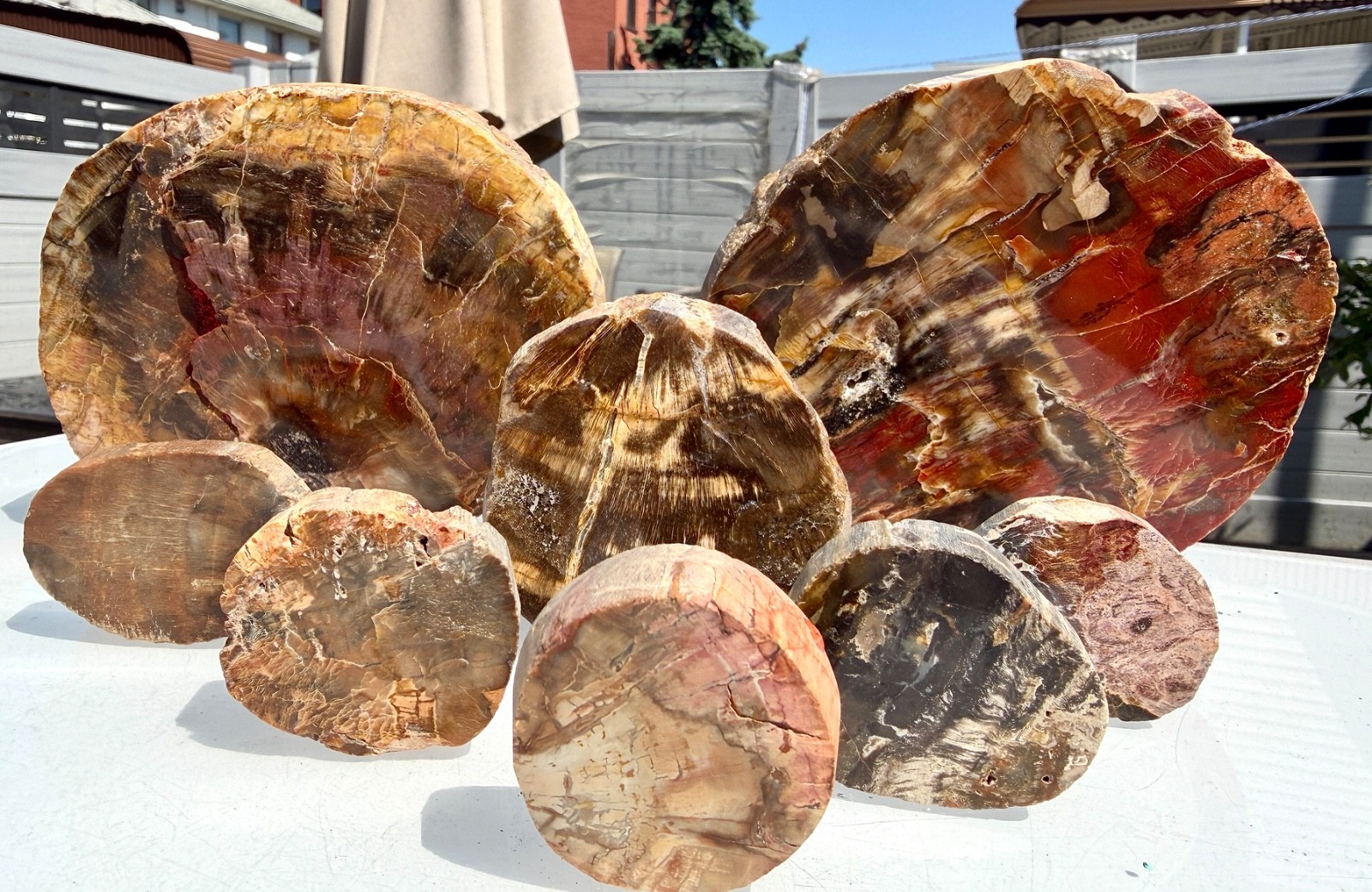Wholesale Lot 4 Lbs Natural Petrified Wood Slabs Crystal Healing Energy