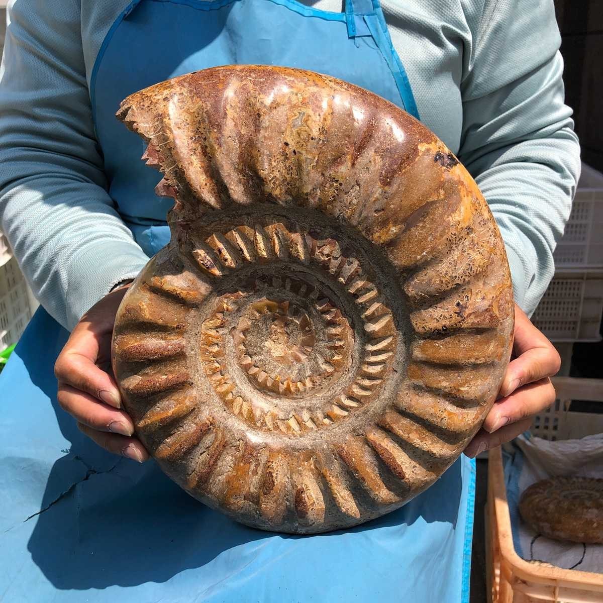 10.67LB Large Natural Beautiful Ammonite Fossil Conch Crystal Specimen Healing