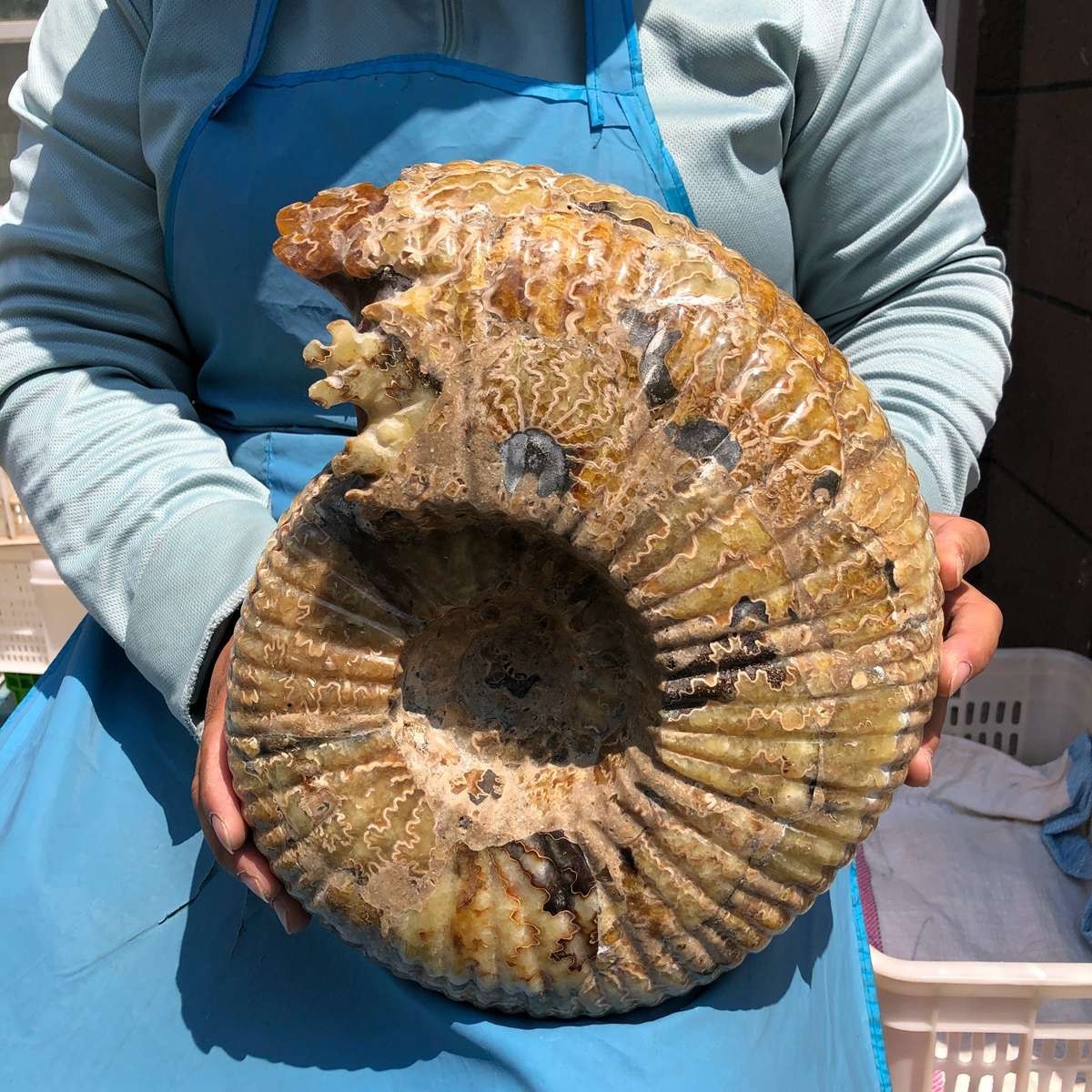 18.74LB Natural Beautiful Ammonite Fossil Conch Crystal Specimen Healing 5400