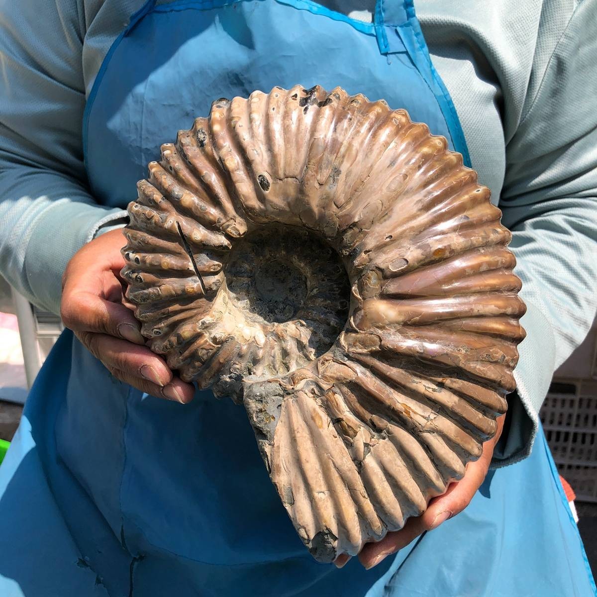 8.91LB Large Natural Beautiful Ammonite Fossil Conch Crystal Specimen Healing