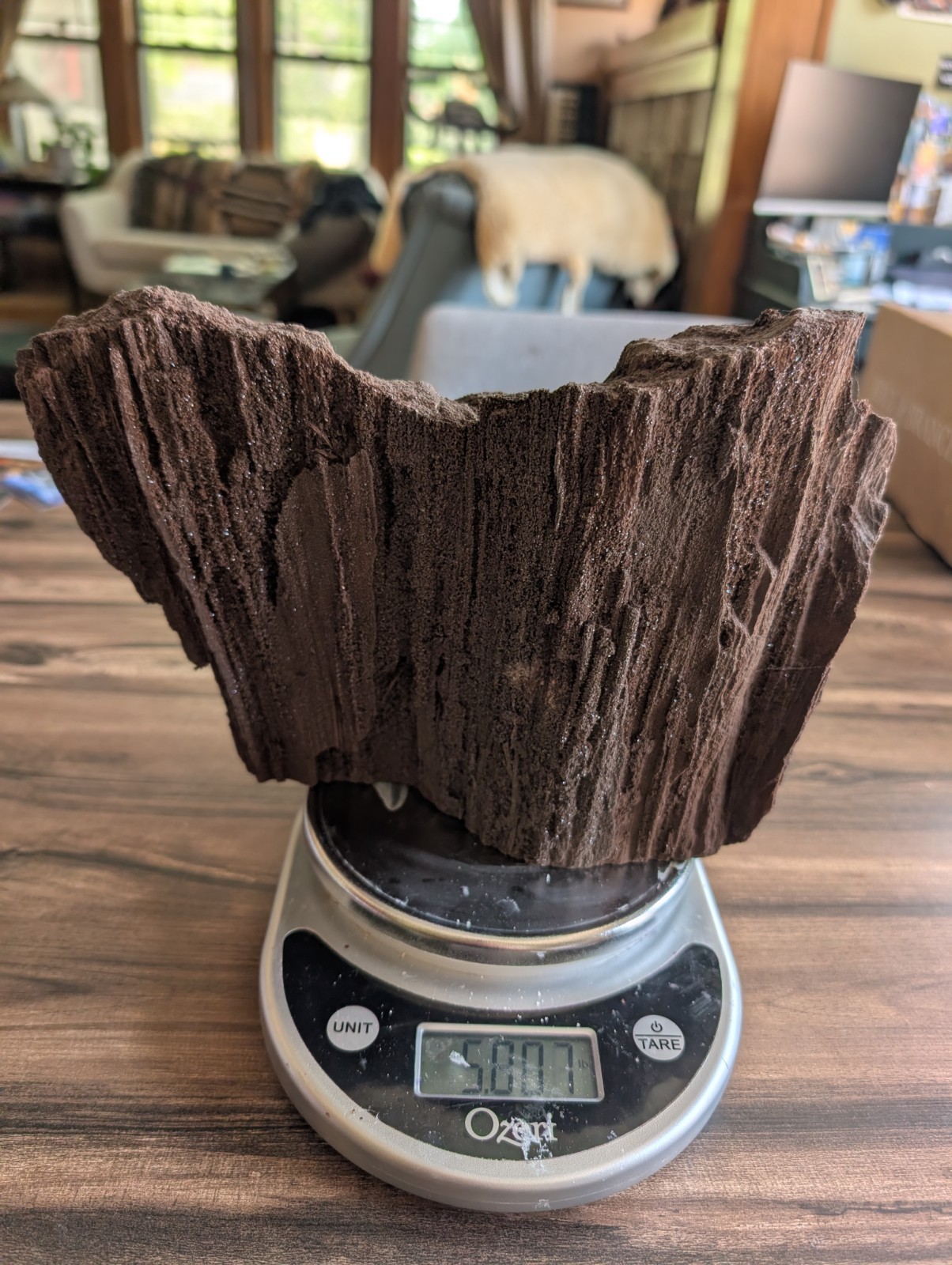 Large German Permineralized Petrified Wood Specimen with Druzy Quartz – 5.08 lb