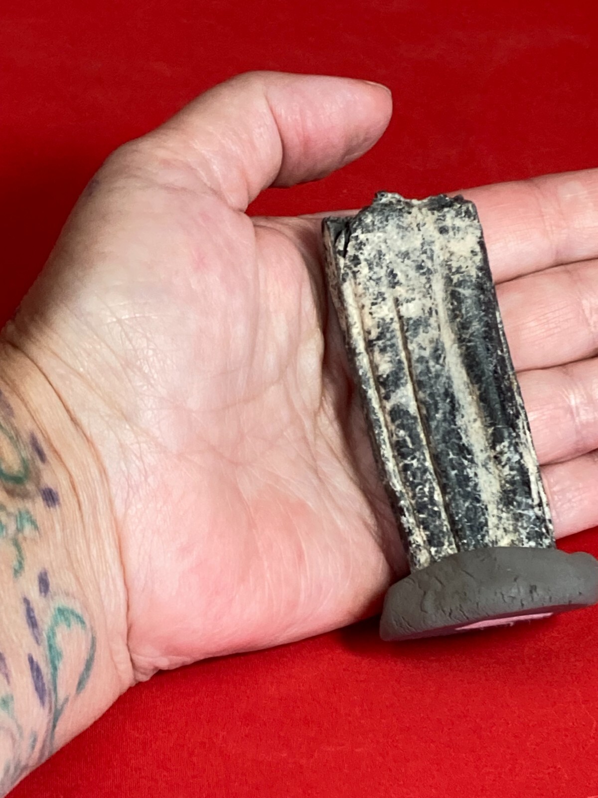Fossil Tooth on Clay Stand about 3×1 inch from Florida Kids love these D76