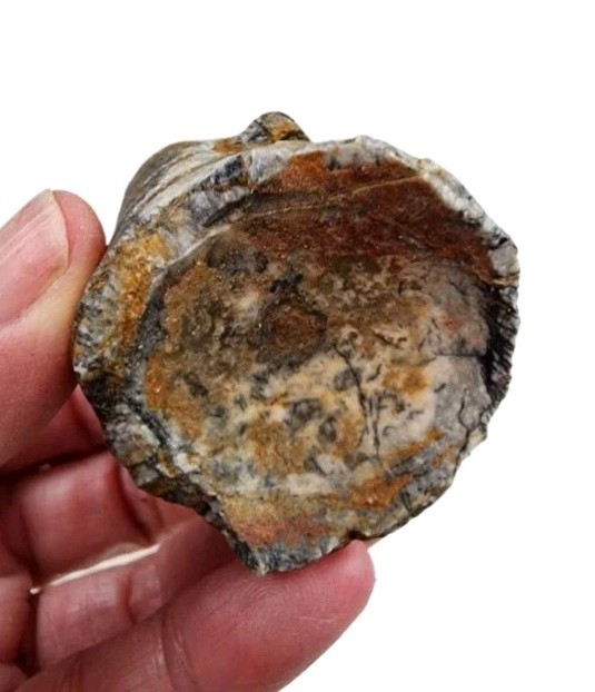 Orthoceras Cephalopod Natural Fossil Morocco 102.2 grams.