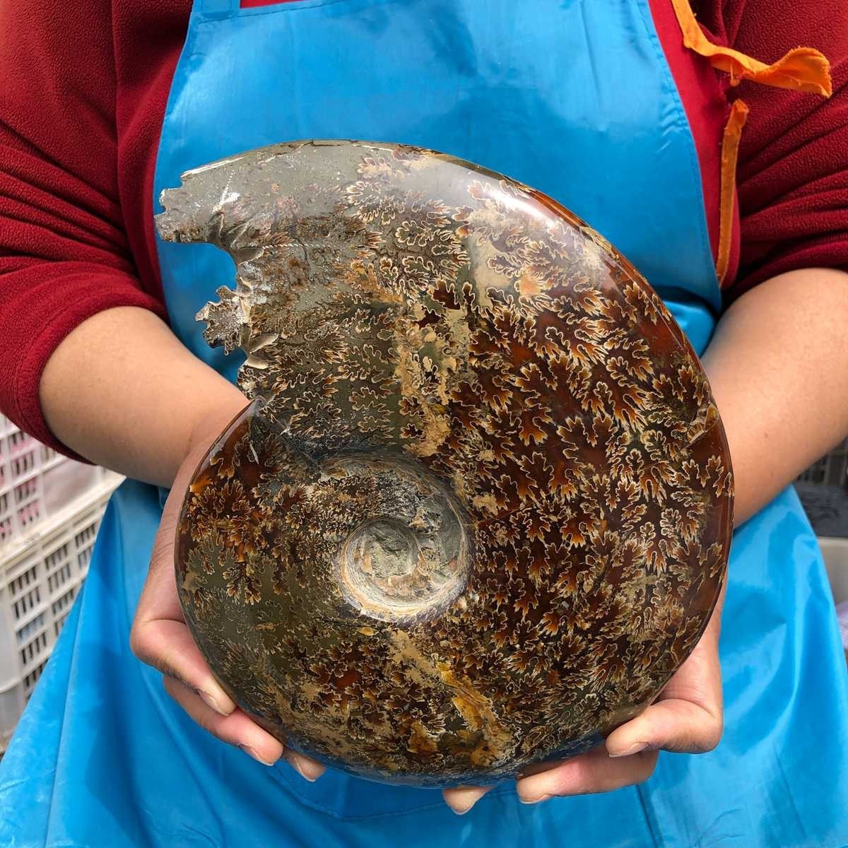 3.76LB Rare! Natural Tentacle Ammonite Specimen Healing Madagascar