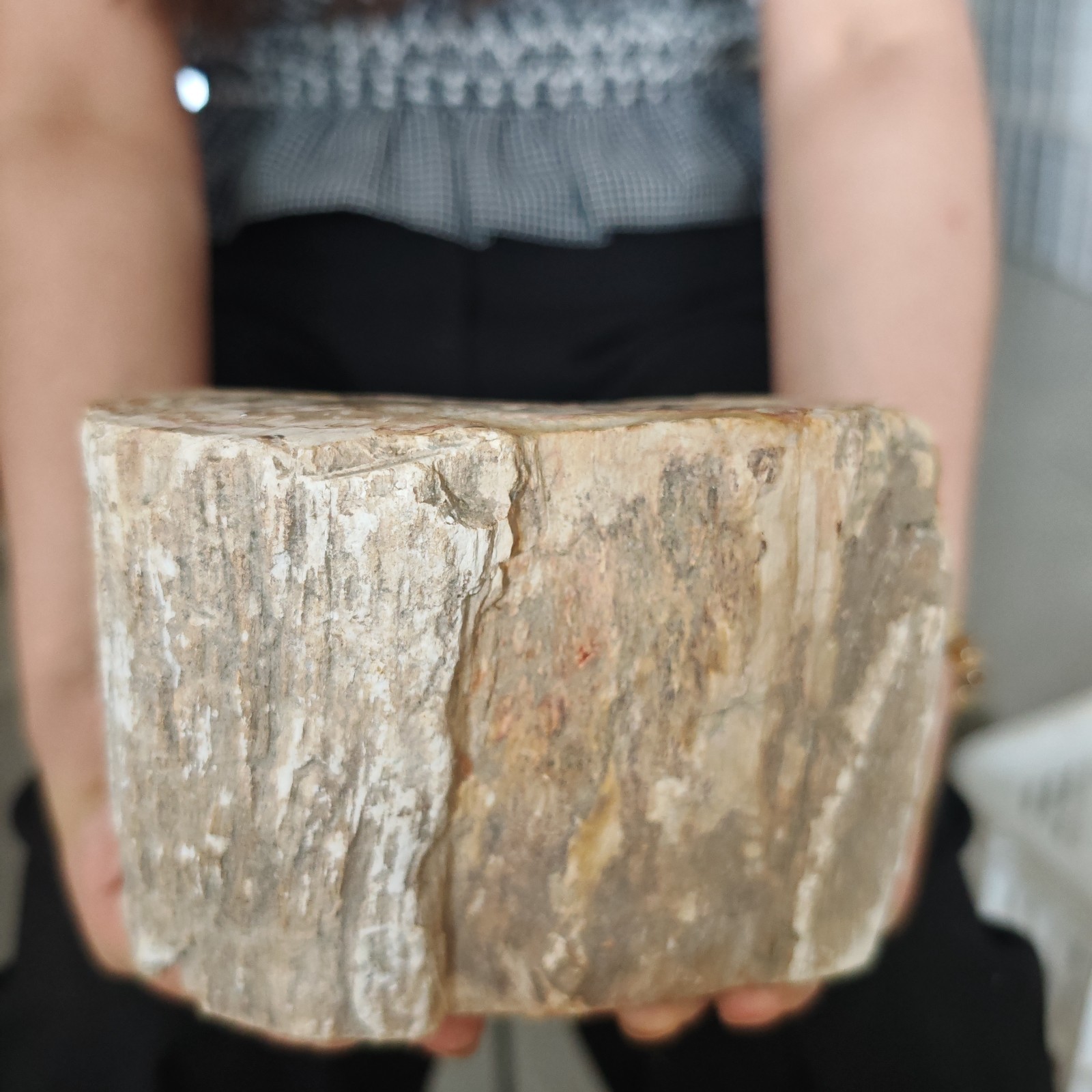 4.84LB Natural crystal Petrified Wood Segment Decoration healing gift
