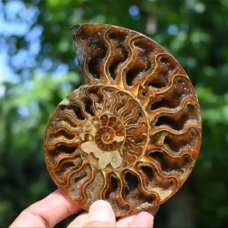 0.4LB 4” Natural Good Pattern Ammonite Fossil Polished Home Office Collection