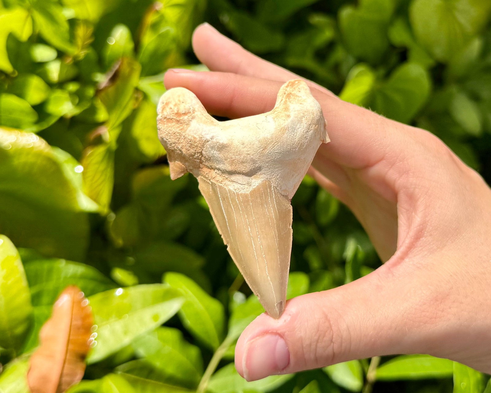 LARGE Shark Tooth Fossils, Natural Fossilized Shark Teeth – Choose Size & Amount