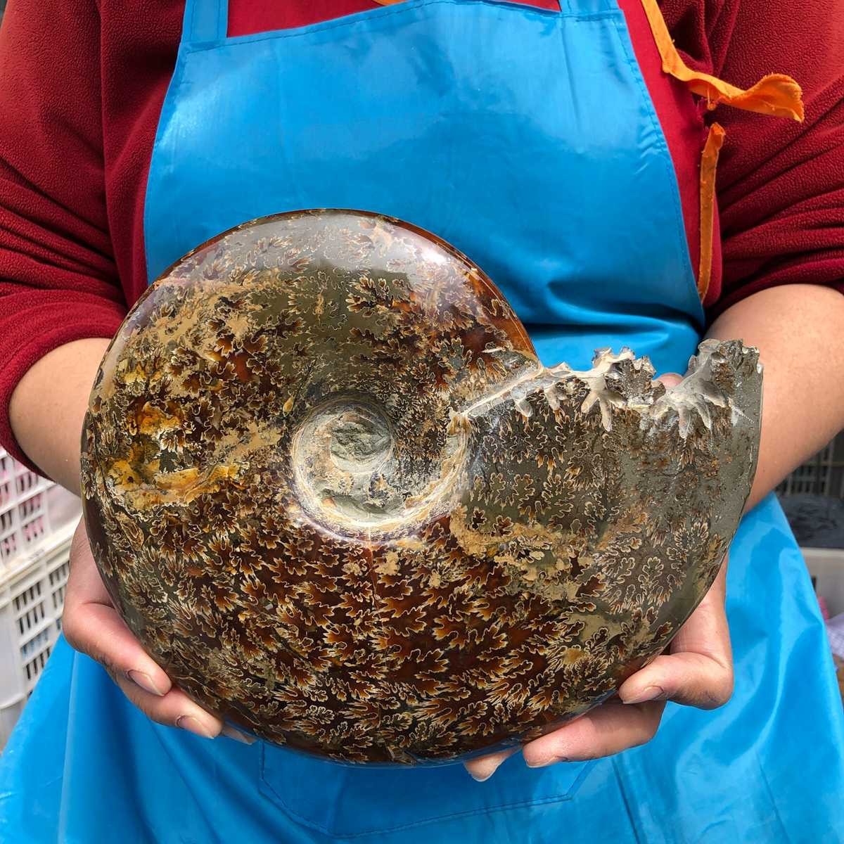 3.76LB Rare! Natural Tentacle Ammonite Specimen Healing Madagascar