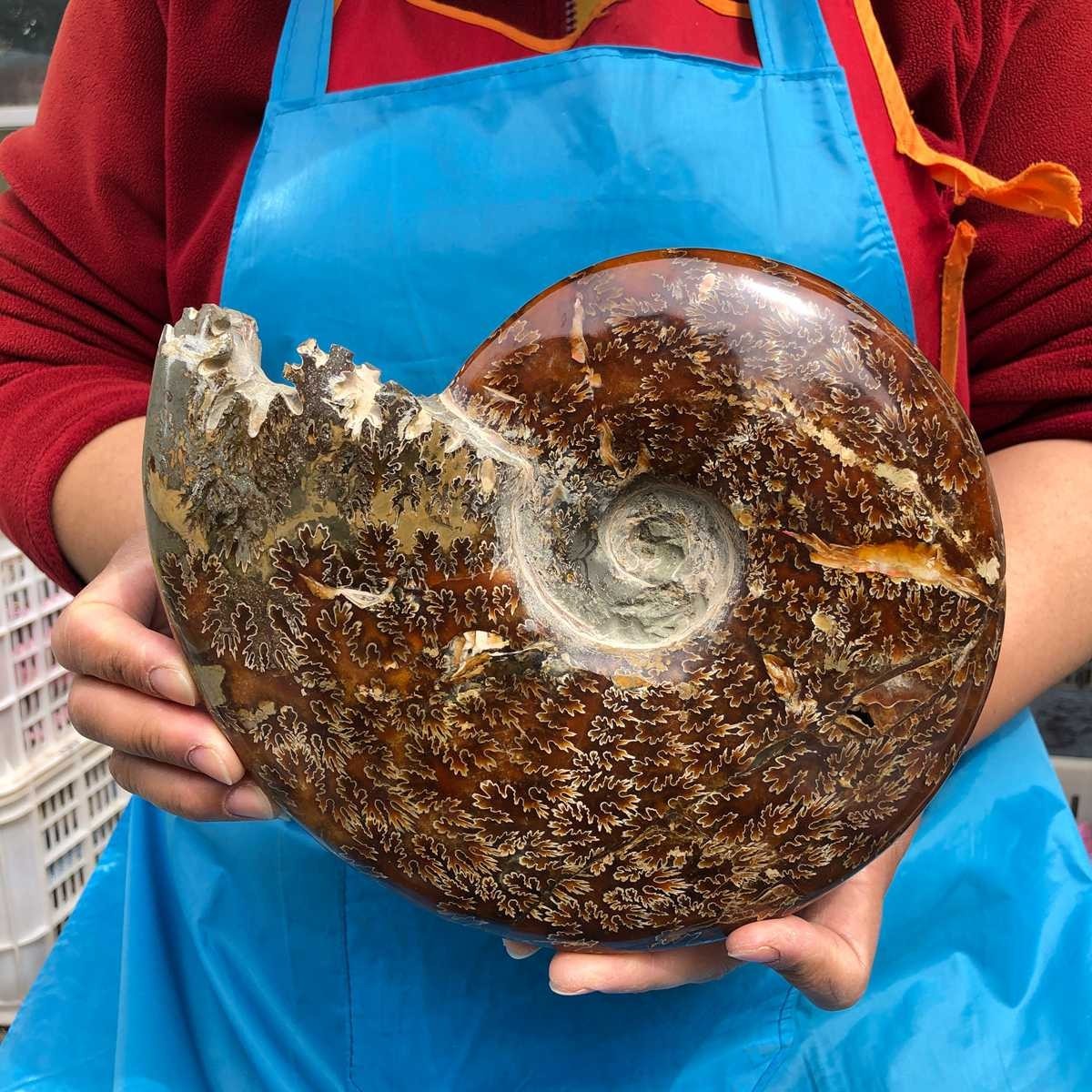 3.76LB Rare! Natural Tentacle Ammonite Specimen Healing Madagascar