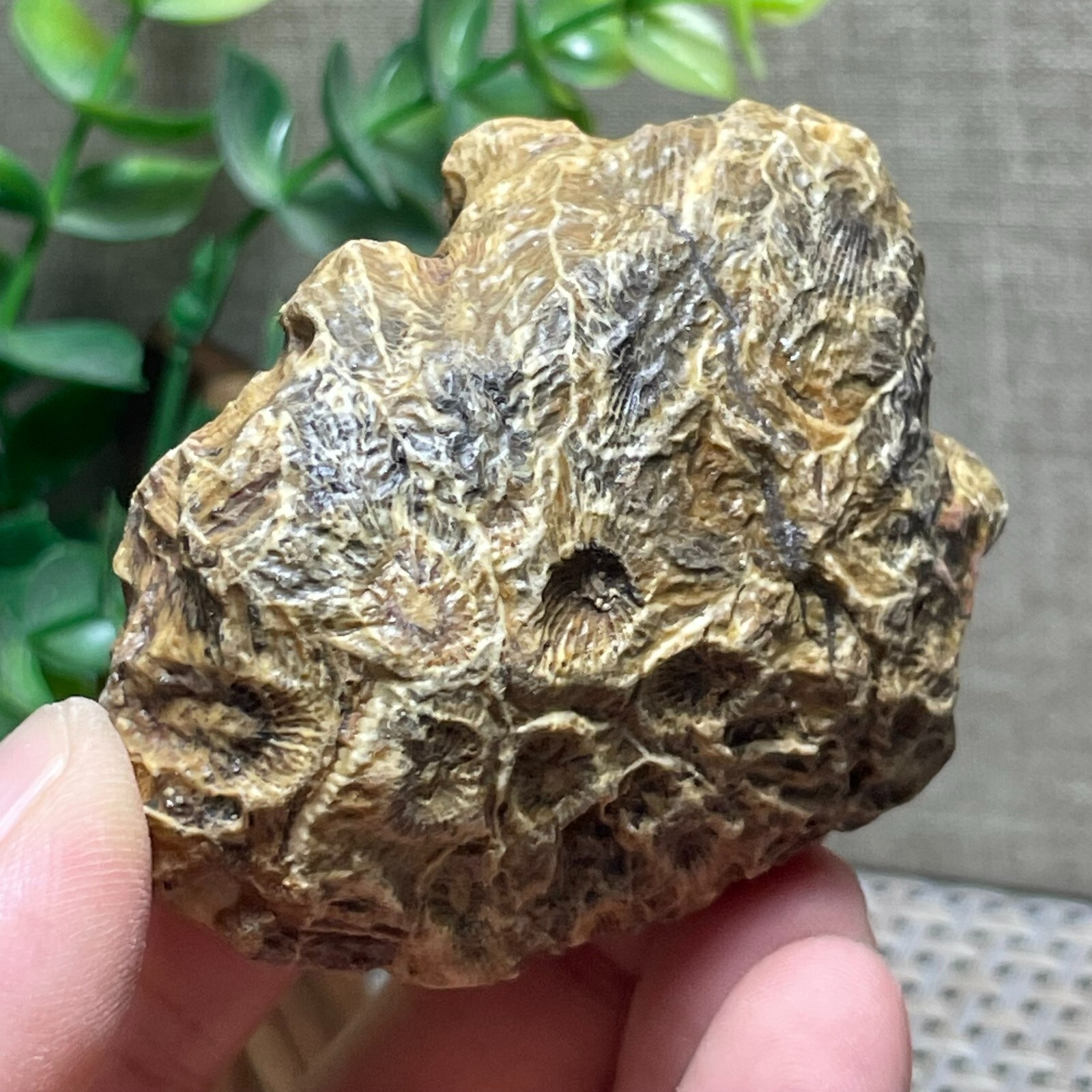 Unpolished Michigan Petoskey Stone – Hexagonaria – Coral stone 110g A56
