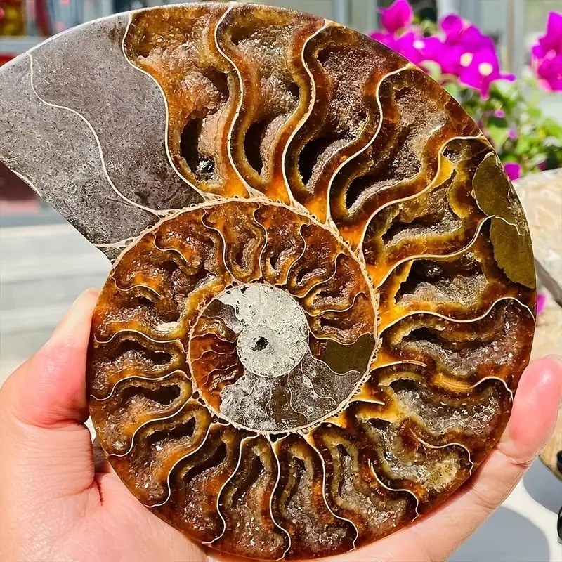 0.4LB 4” Natural Good Pattern Ammonite Fossil Polished Home Office Collection