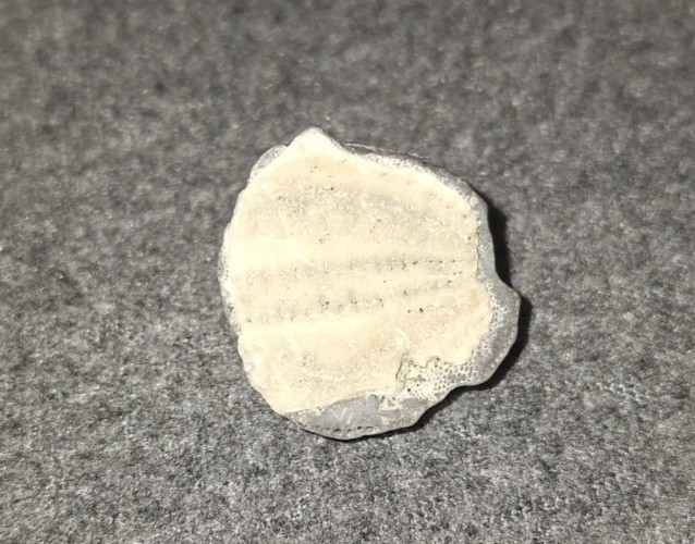 SMALL approx 1″ Trilobite Fossil found in Folly Beach,Charleston South Carolina