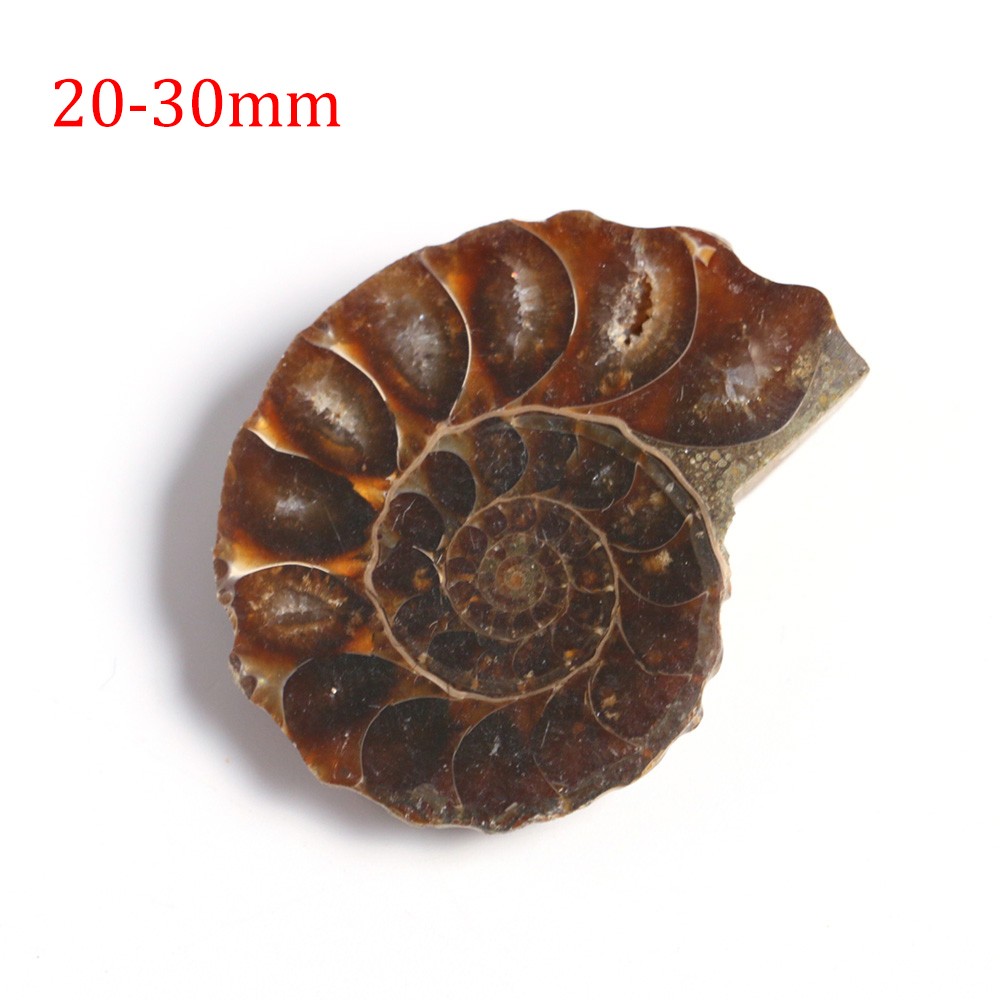 2pc Half Cut Natural Ammonite Shell Fossil Specimen Madagascar Collection Gem