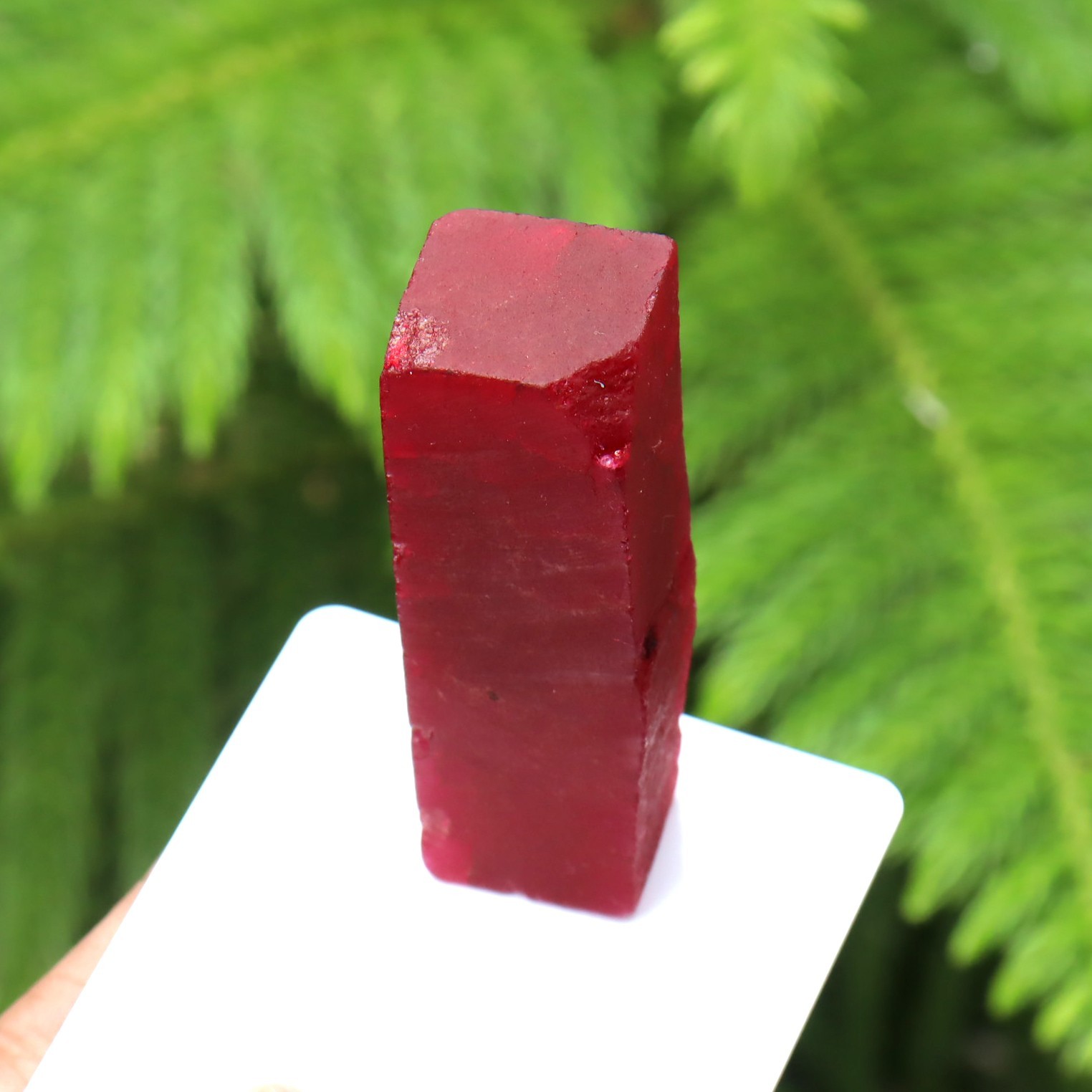 BURMA Red Ruby Rough Certified Loose Gemstone Uncut 223 CT