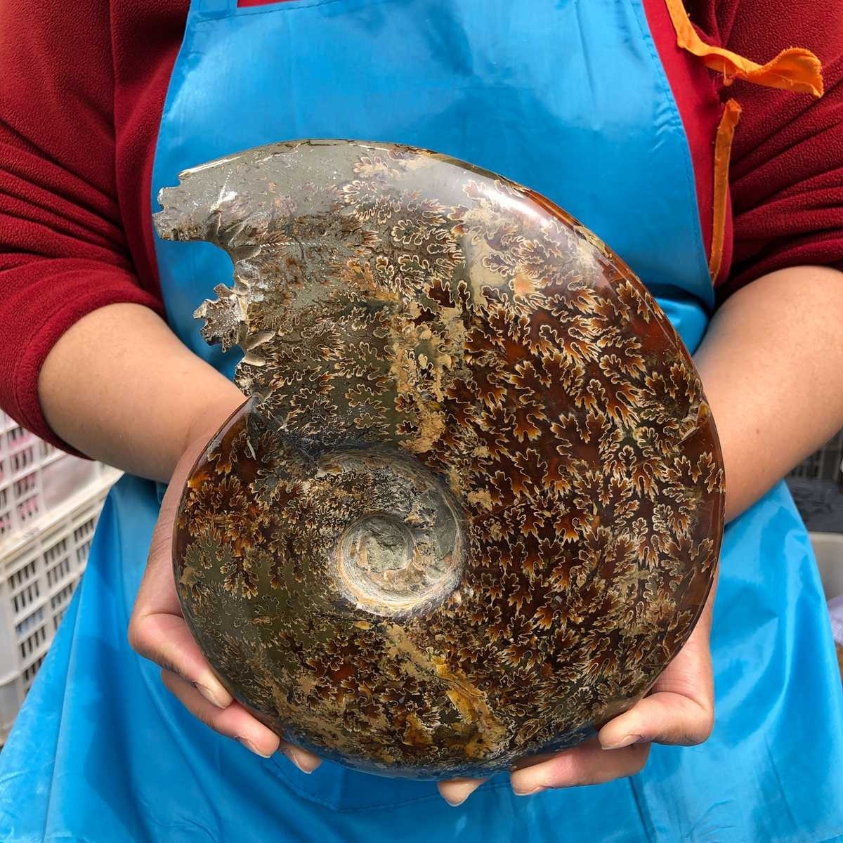 3.76LB Rare! Natural Tentacle Ammonite Specimen Healing Madagascar